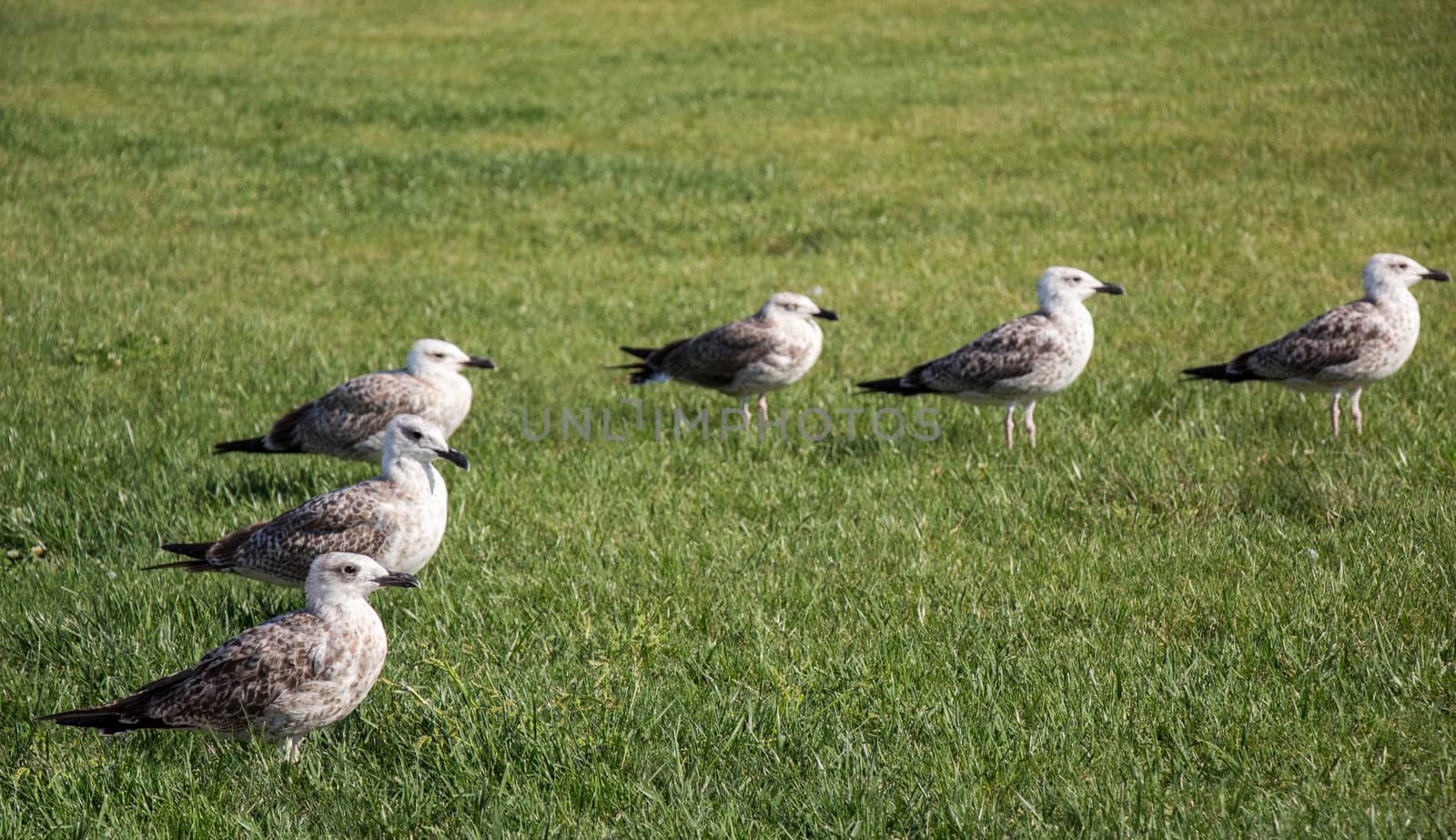 Seaside bird seagulls on the green grass by berkay