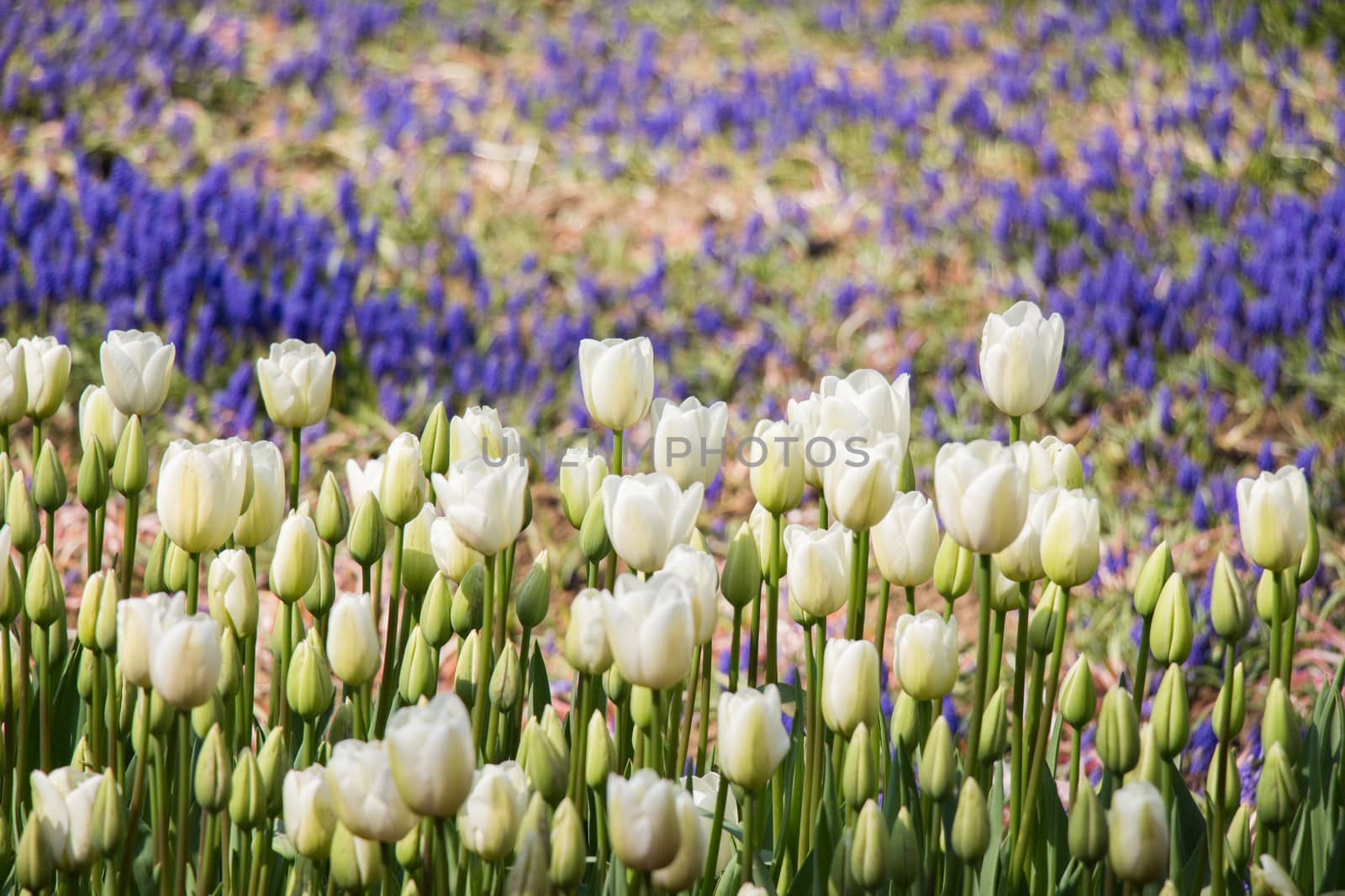 Tulip Flowers Blooming in Spring Season