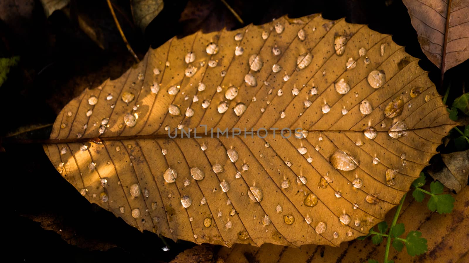 Dry leaves on as an autumn background by berkay