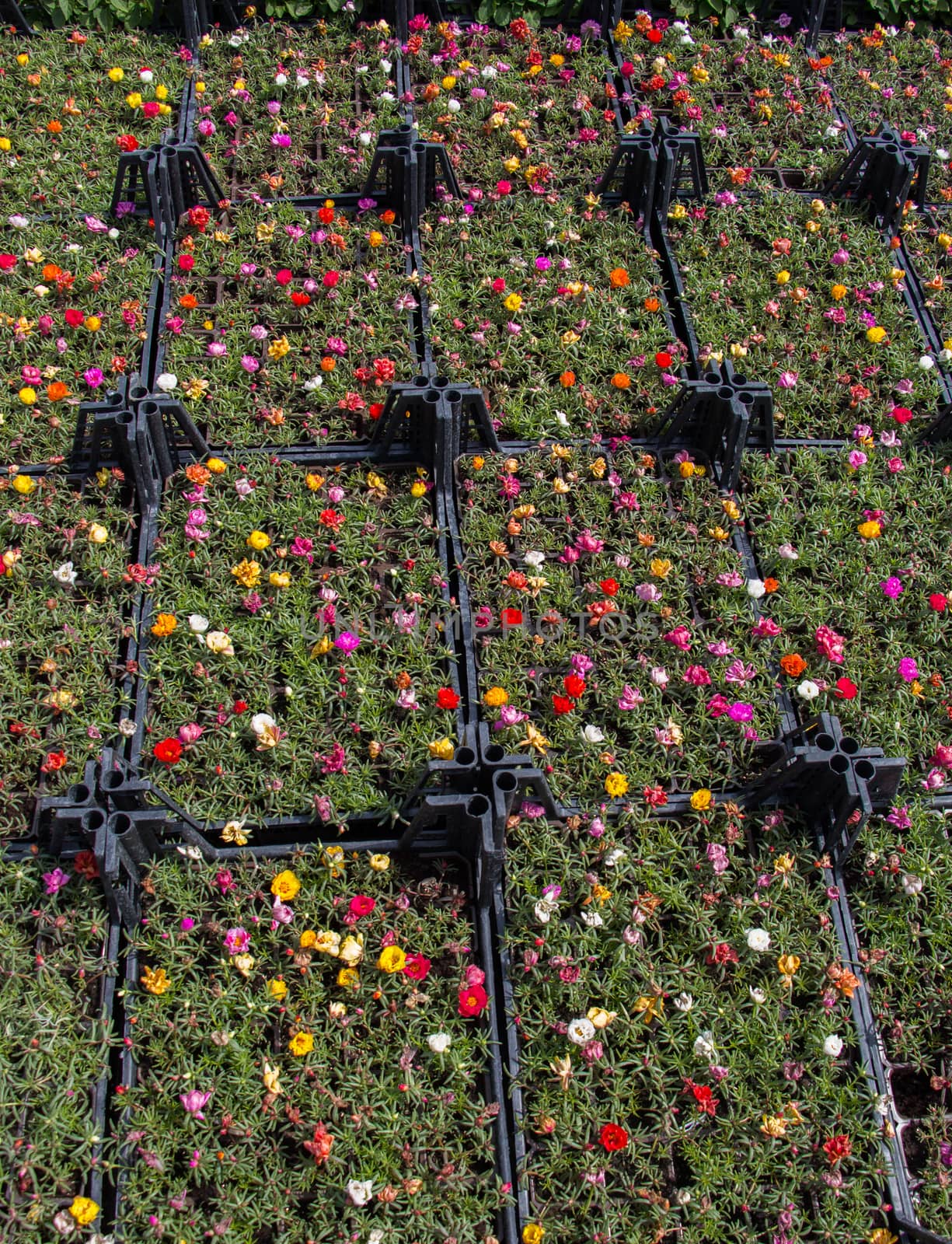 Blooming flowers as  a background by berkay