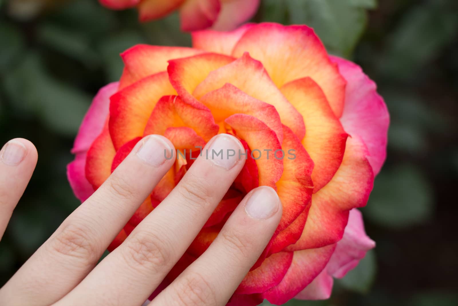 Beautiful colorful Rose Flower in close up view