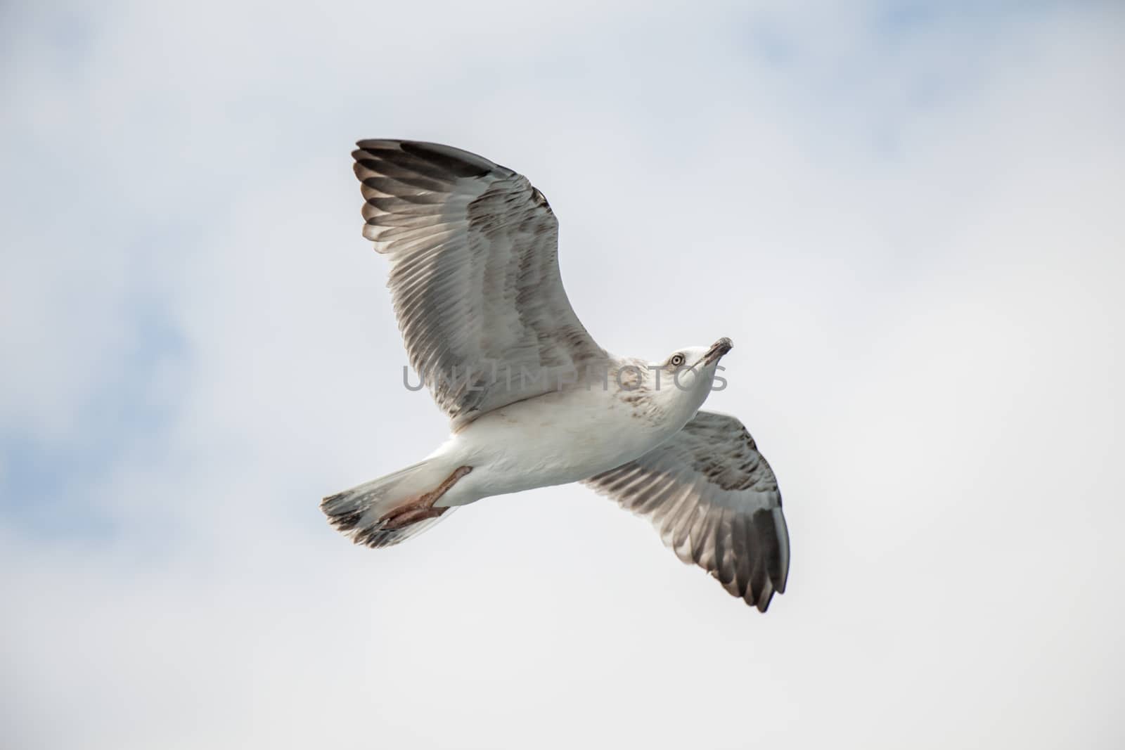 Single seagull flying in a cloudy sky by berkay