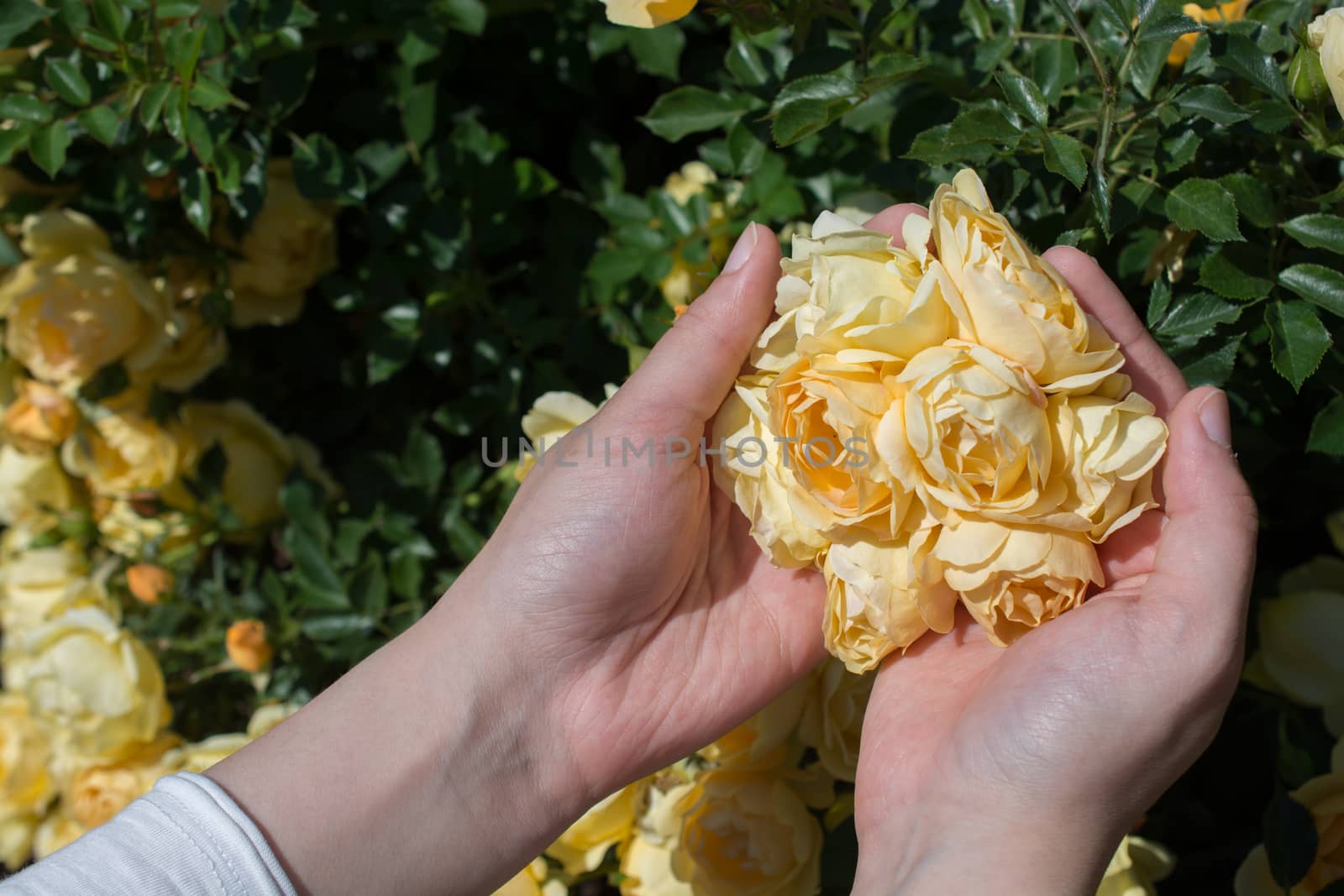 Beautiful fresh roses in hand by berkay