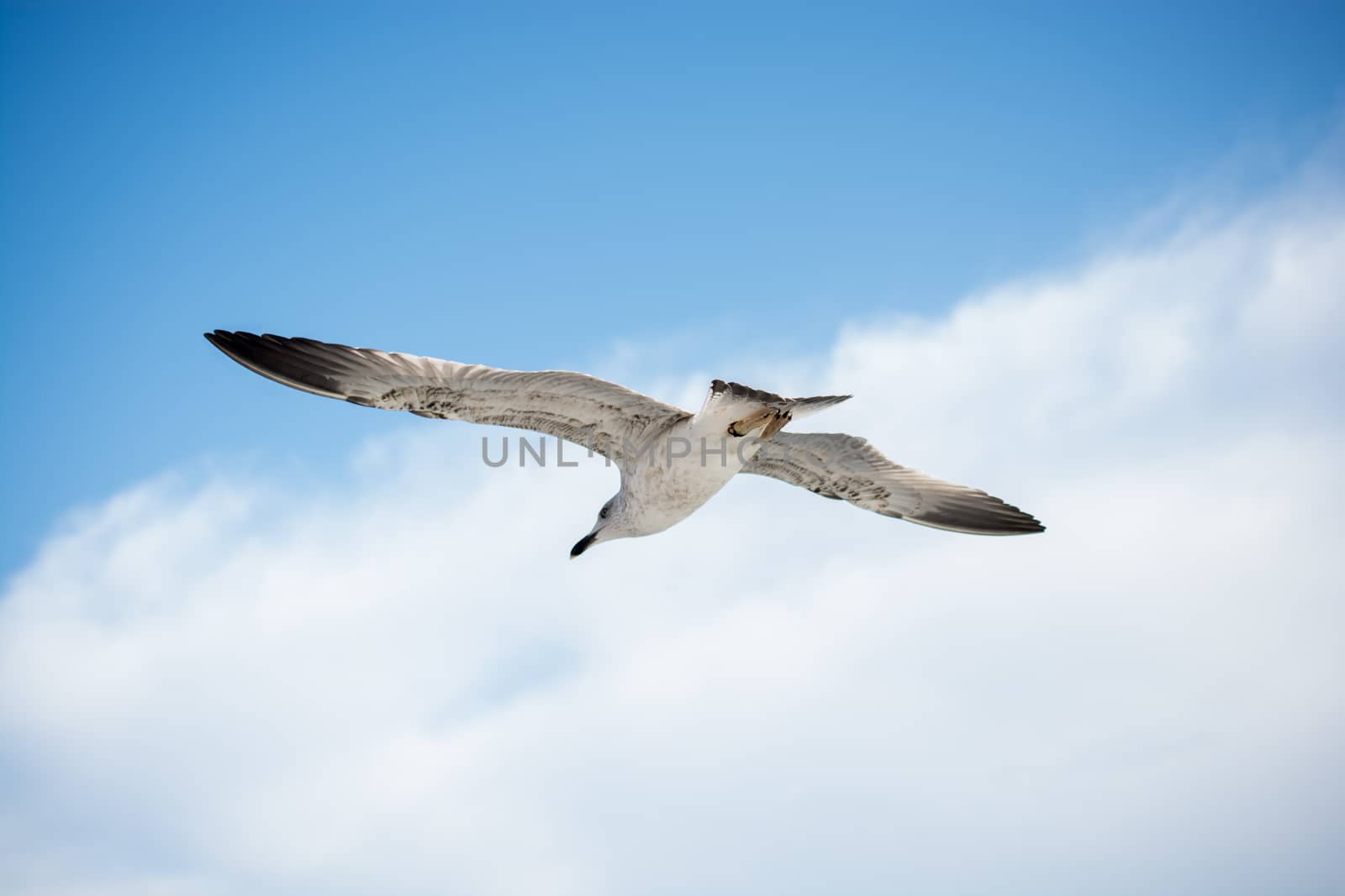 Single seagull flying in blue a sky by berkay