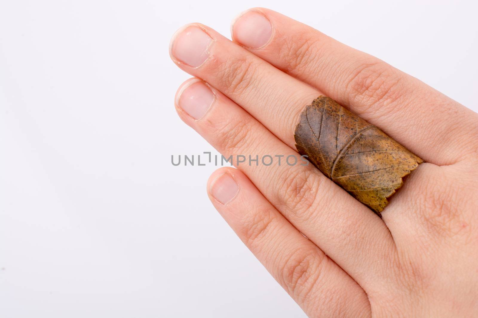 Hand holding a dry autumn leaf on a white background by berkay