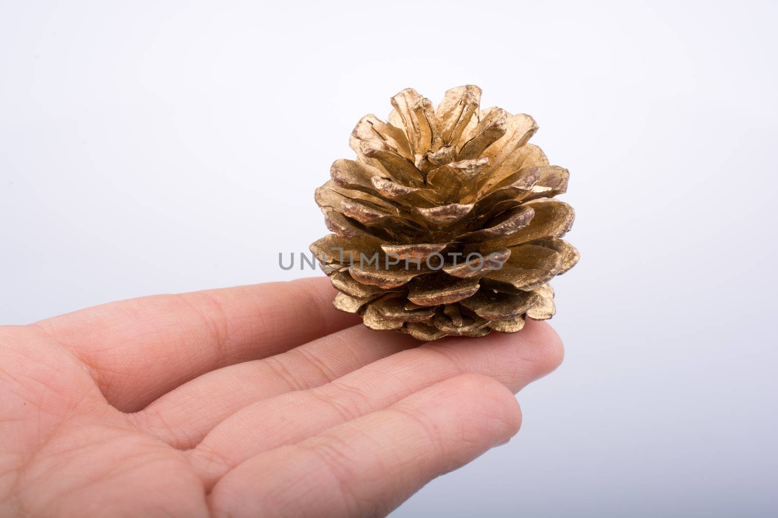 Hand holding brown pine cone in hand on a white background