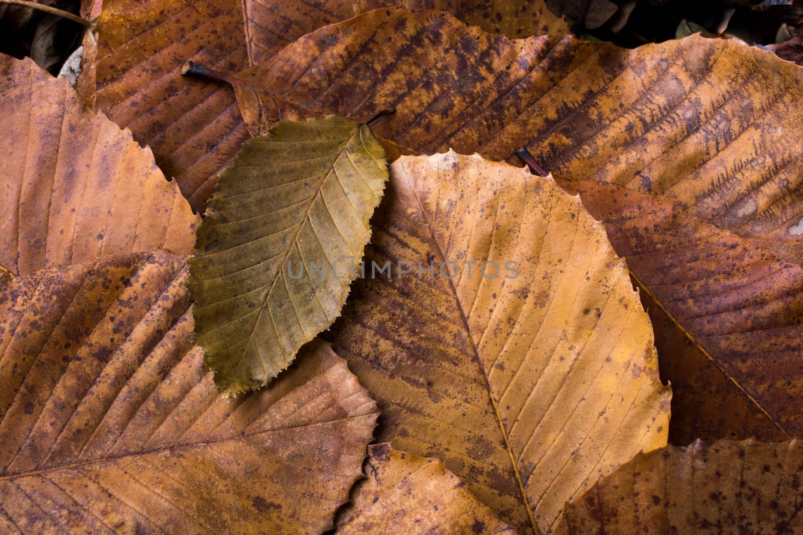 Dry leaf outstanding on other leaves as autumn background by berkay
