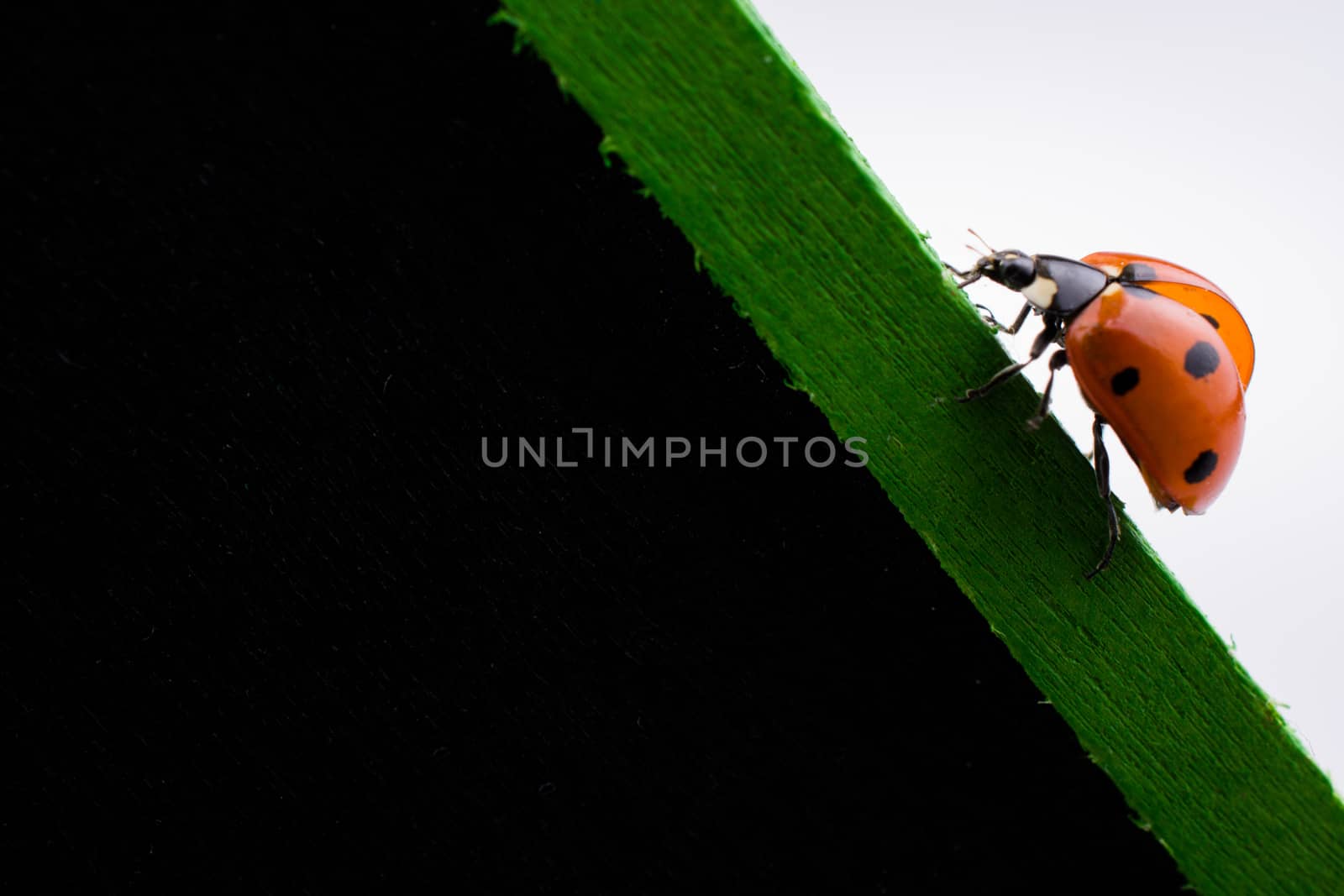 Beautiful photo of red ladybug walking on a notice board
