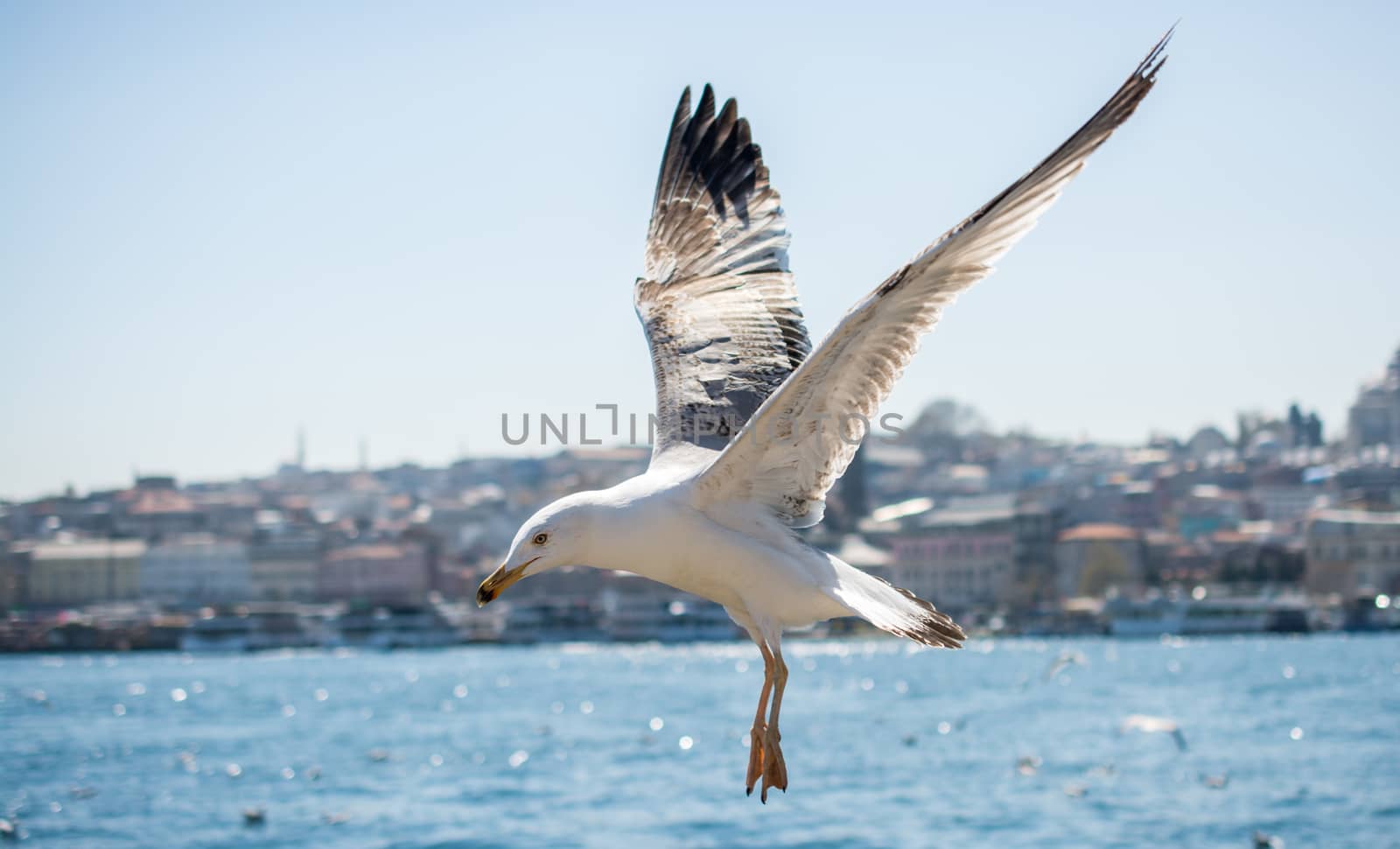 Single seagull flying over sea  by berkay