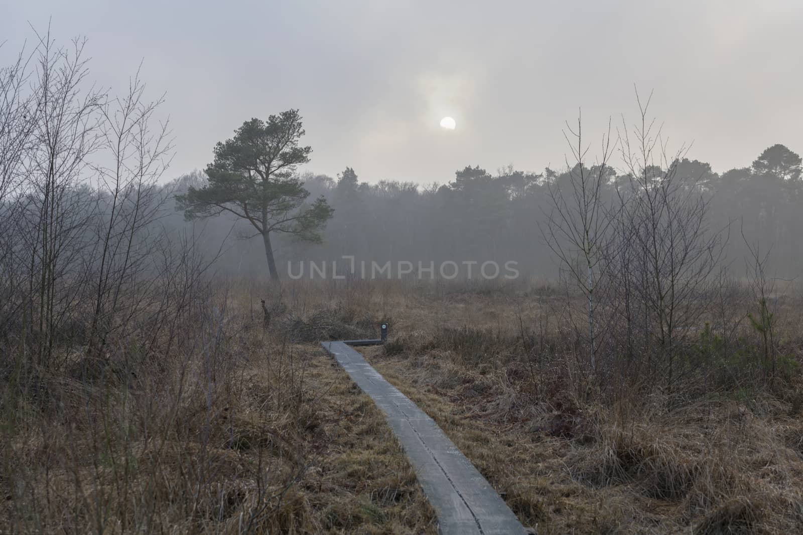 Nature reserve the Wooldse veen in Winterswijk in the Netherland by Tofotografie