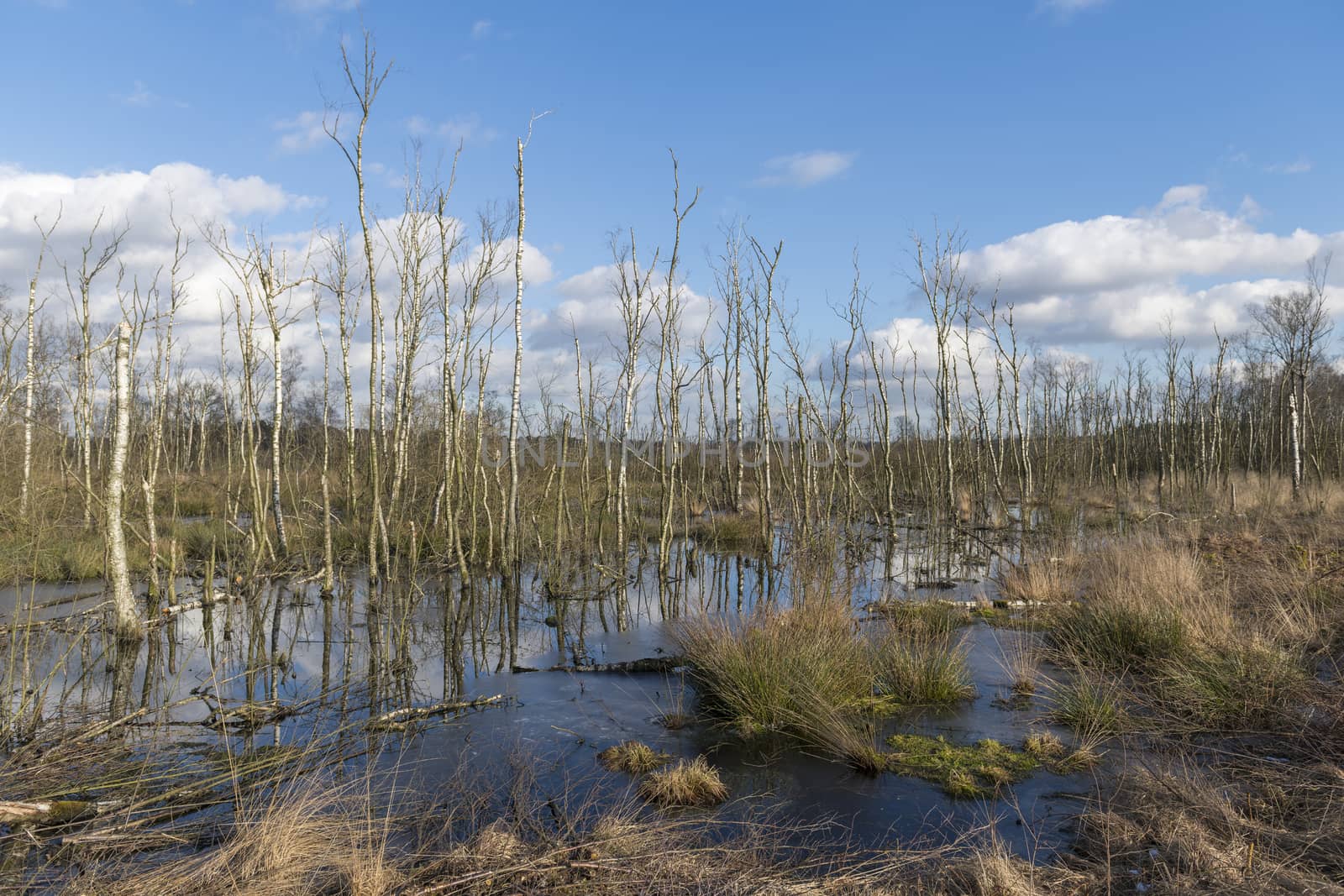 The Wooldse Veen is a natural park on the Southeast side of the municipality of Winterswijk to the border with Germany. This peat moor area forms a single unit with the German nature reserve Burlo-Vardingholter Venn und Entenschlatt. The Dutch part covers approximately fifty hectares, the German over one hundred hectares. The Dutch part is part of the National Landscape Winterswijk declared in 2005 by the Dutch Government.
