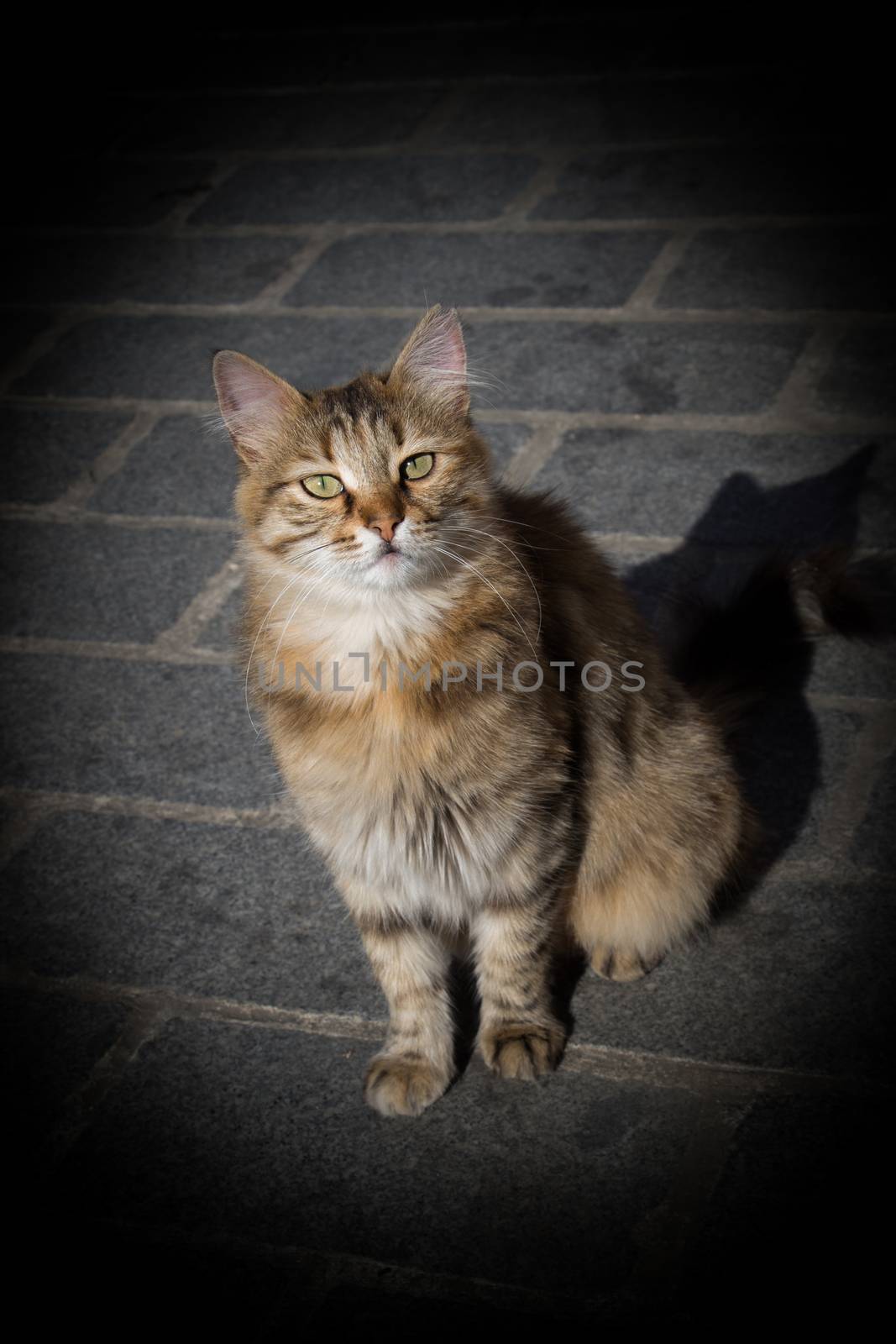 Stray cat is seen  in the street  by berkay