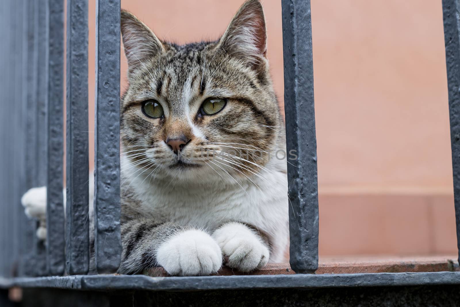 a cat waiting for prey or game?