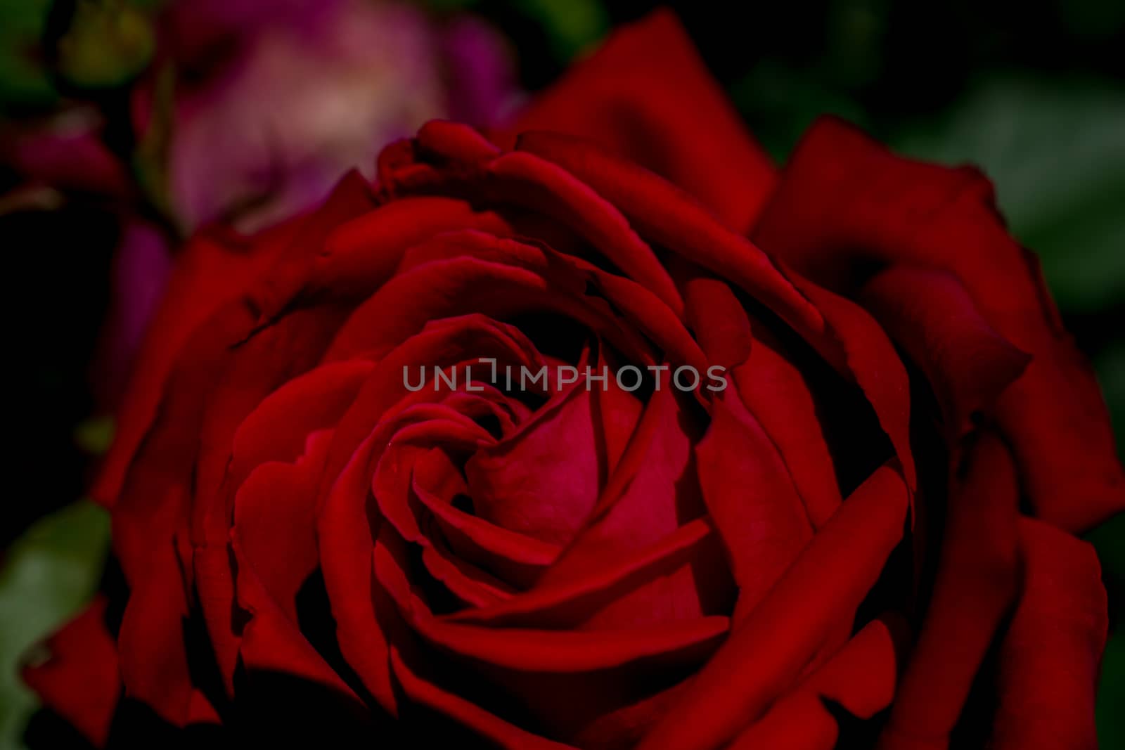 Beautiful fresh roses in close up view by berkay