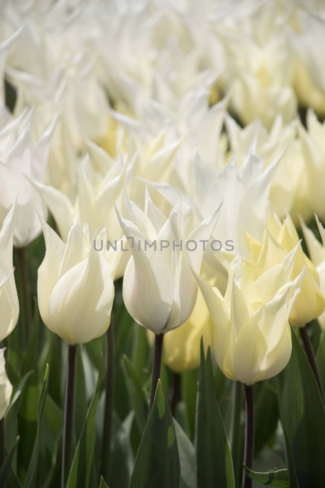 White color tulip flowers in the garden by berkay