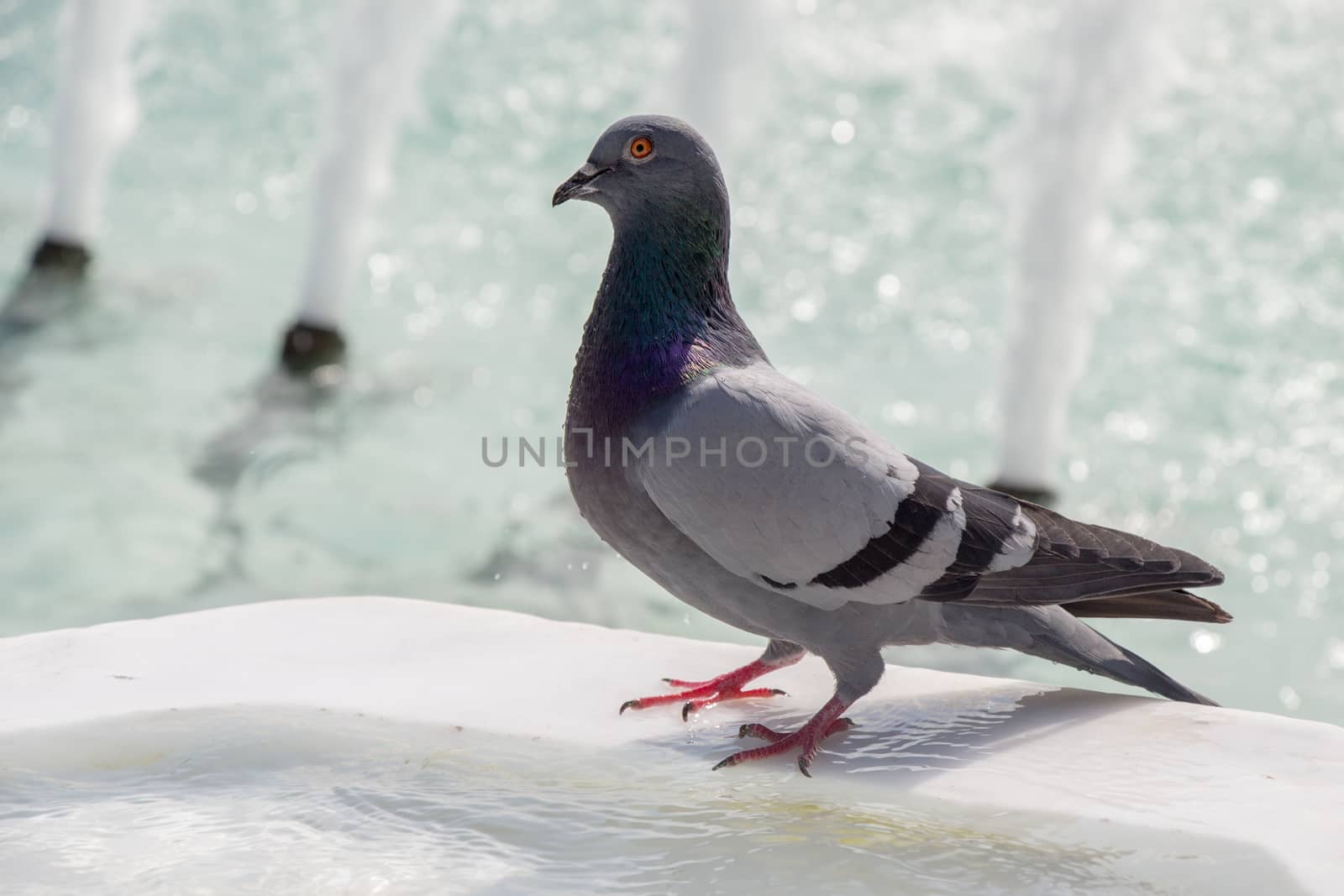 City pigeon by the side of  fountain by berkay