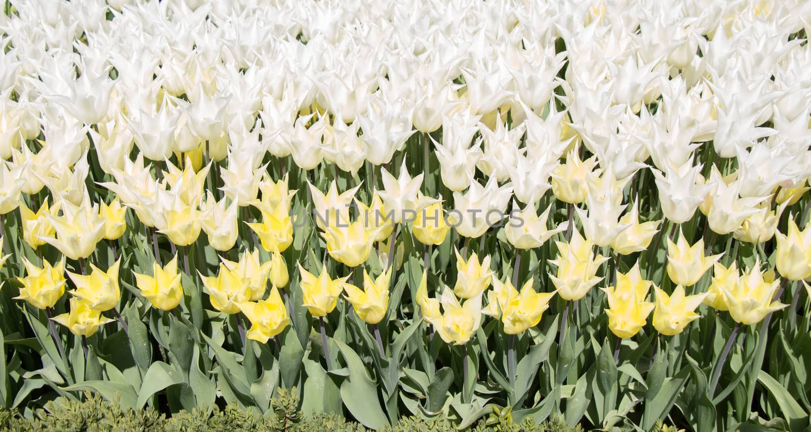 White color tulip flowers bloom in the garden