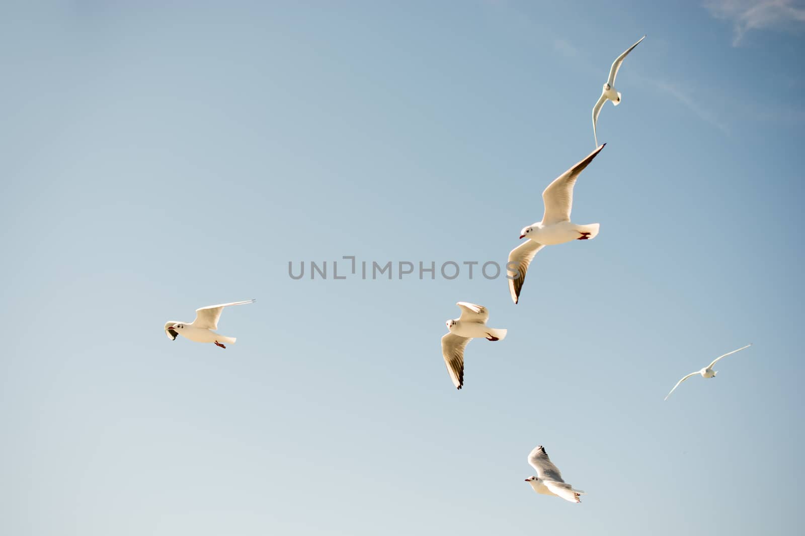 Seagulls flying in sky over the sea waters by berkay
