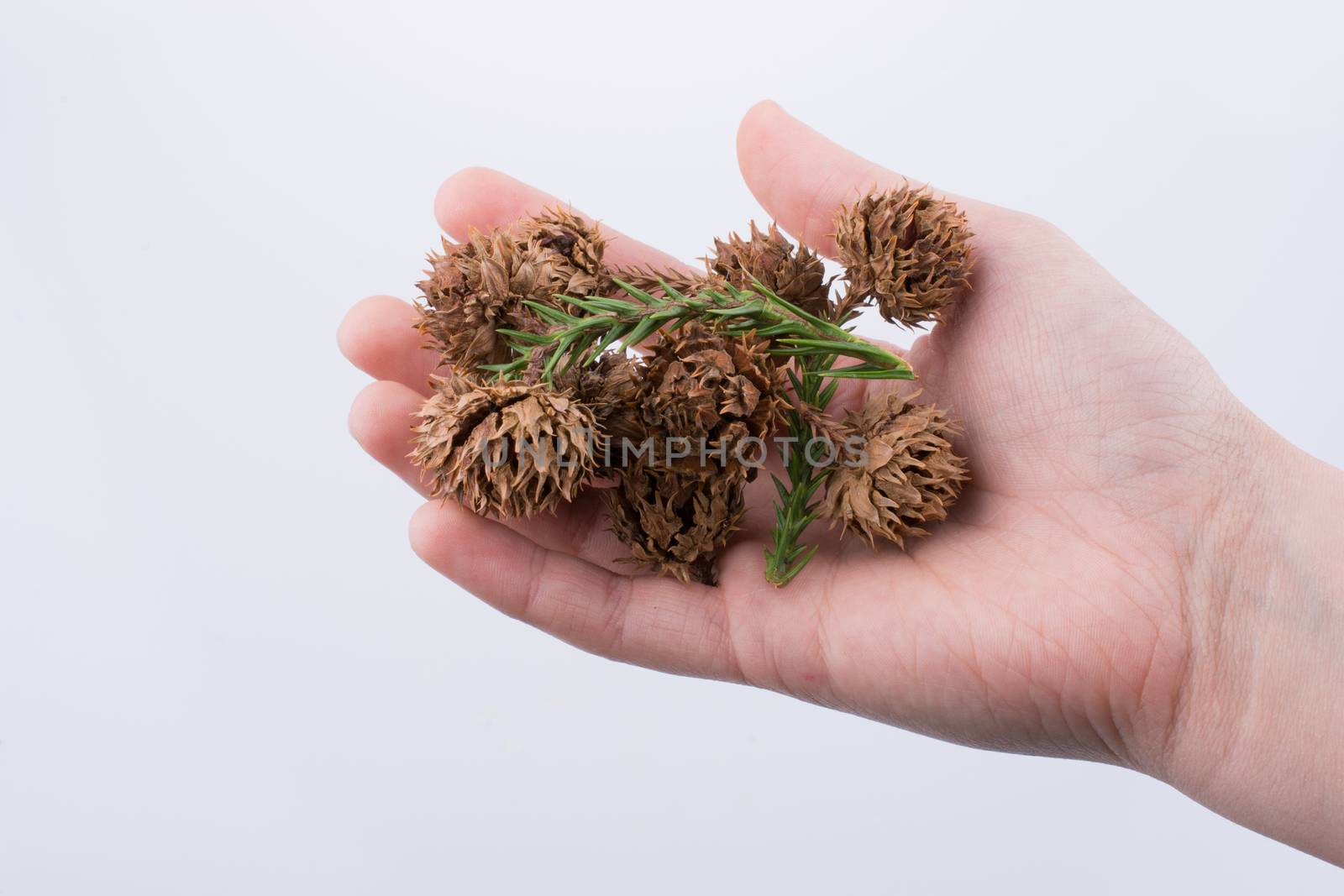 Hand holding brown pods, capsules in hand on a white background