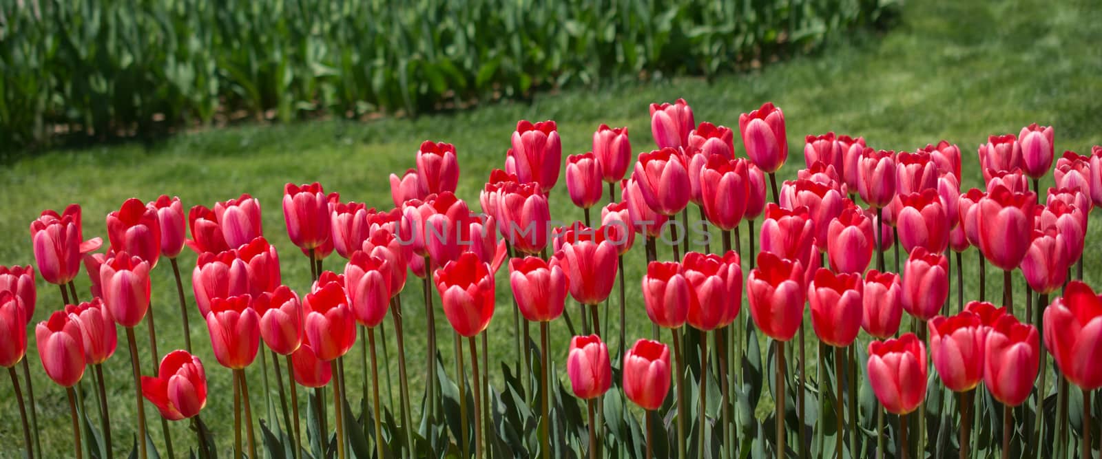 Tulip Flowers Blooming in Spring Season