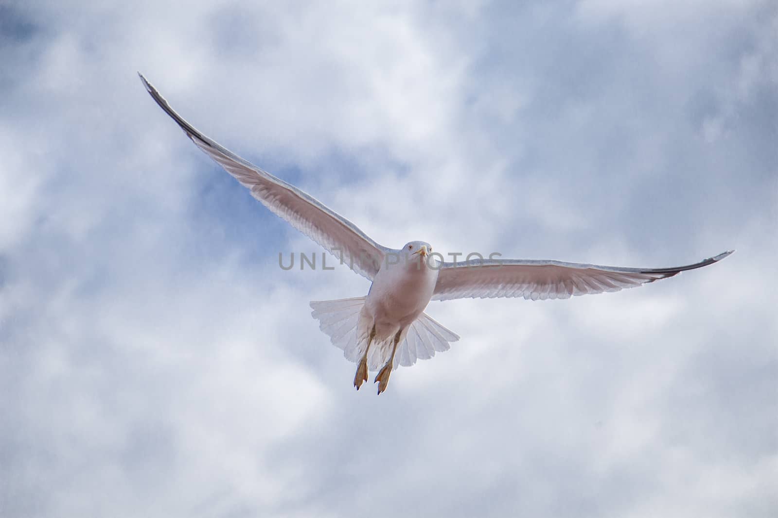 Single seagull flying in a cloudy sky by berkay