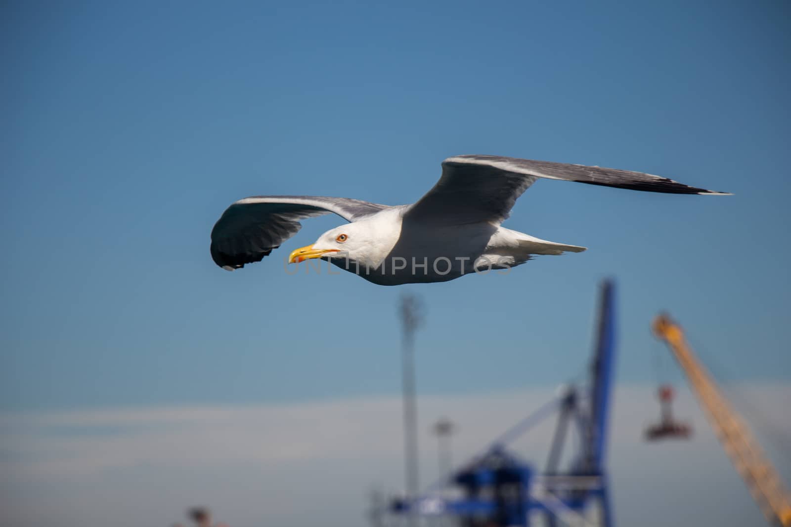 Single seagull flying in blue a sky by berkay