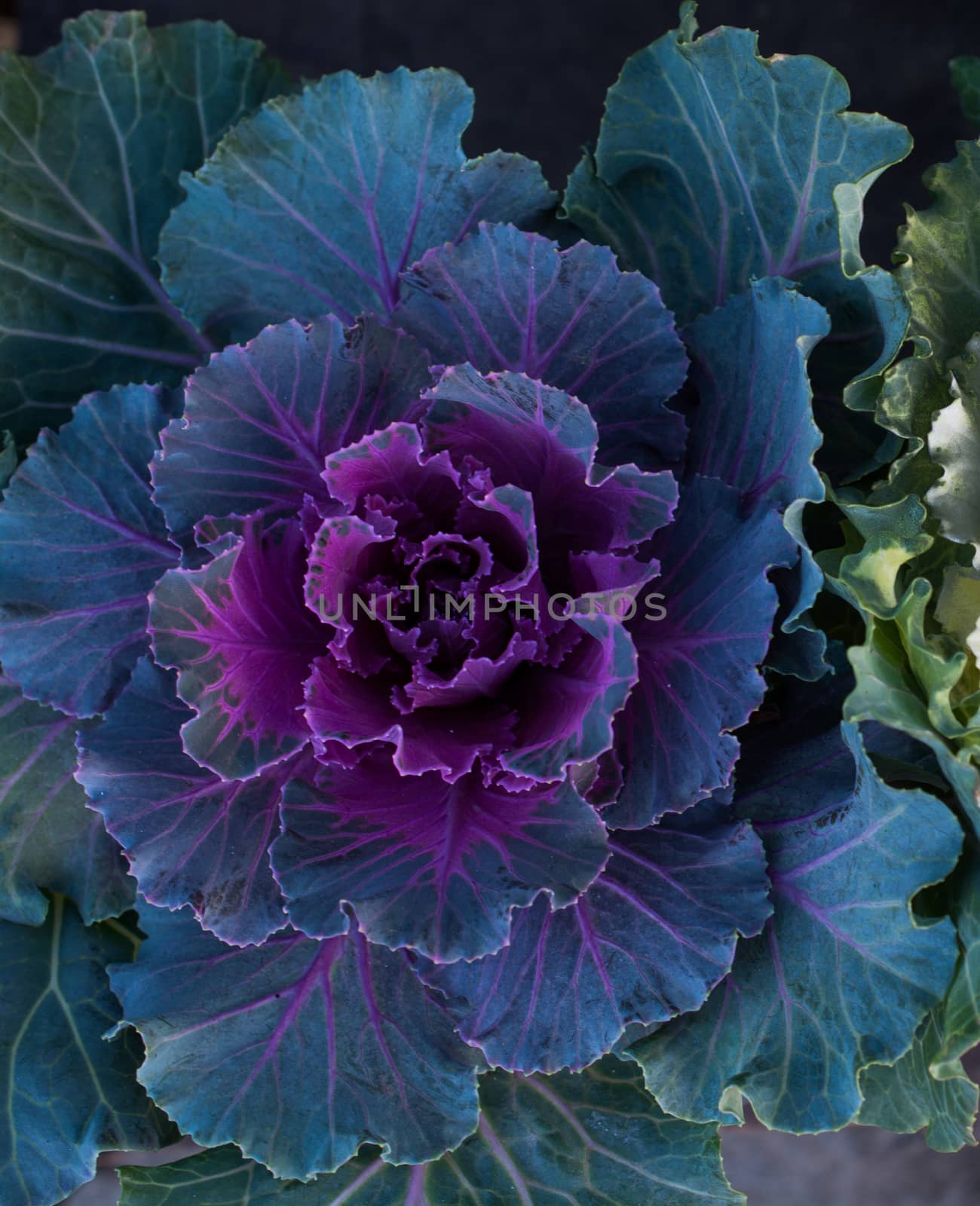 Beautiful Pink lettuce flower in view