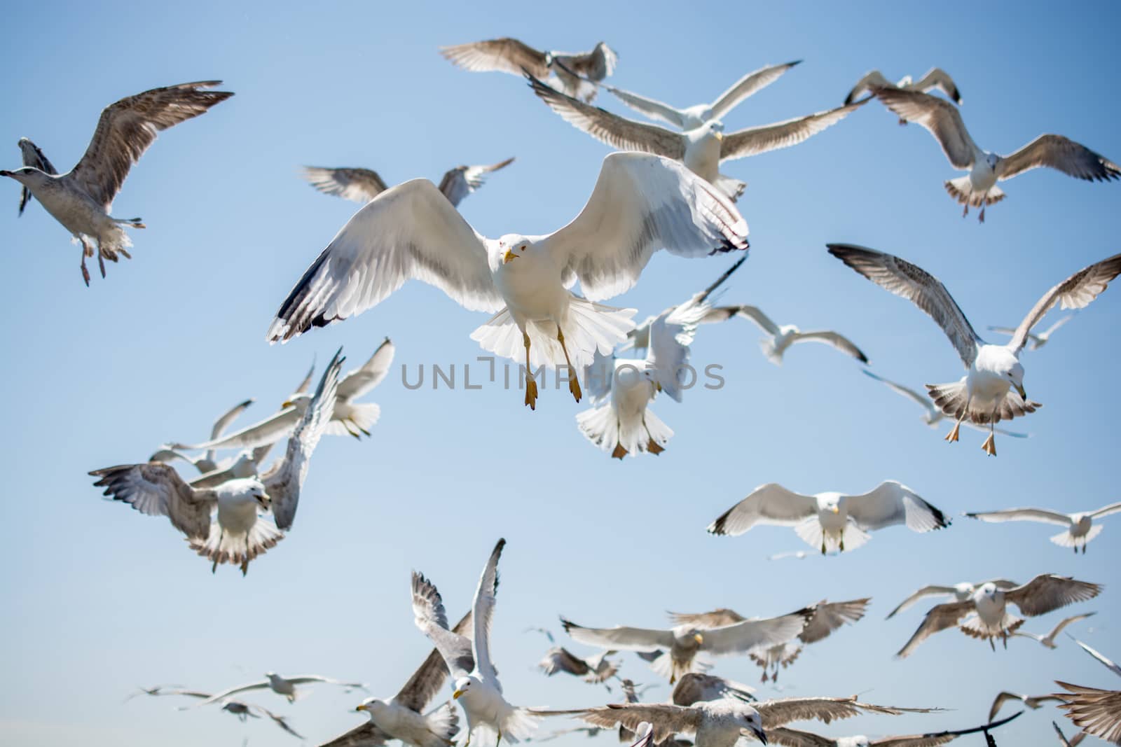 Flock of seagulls skying  in the sky by berkay