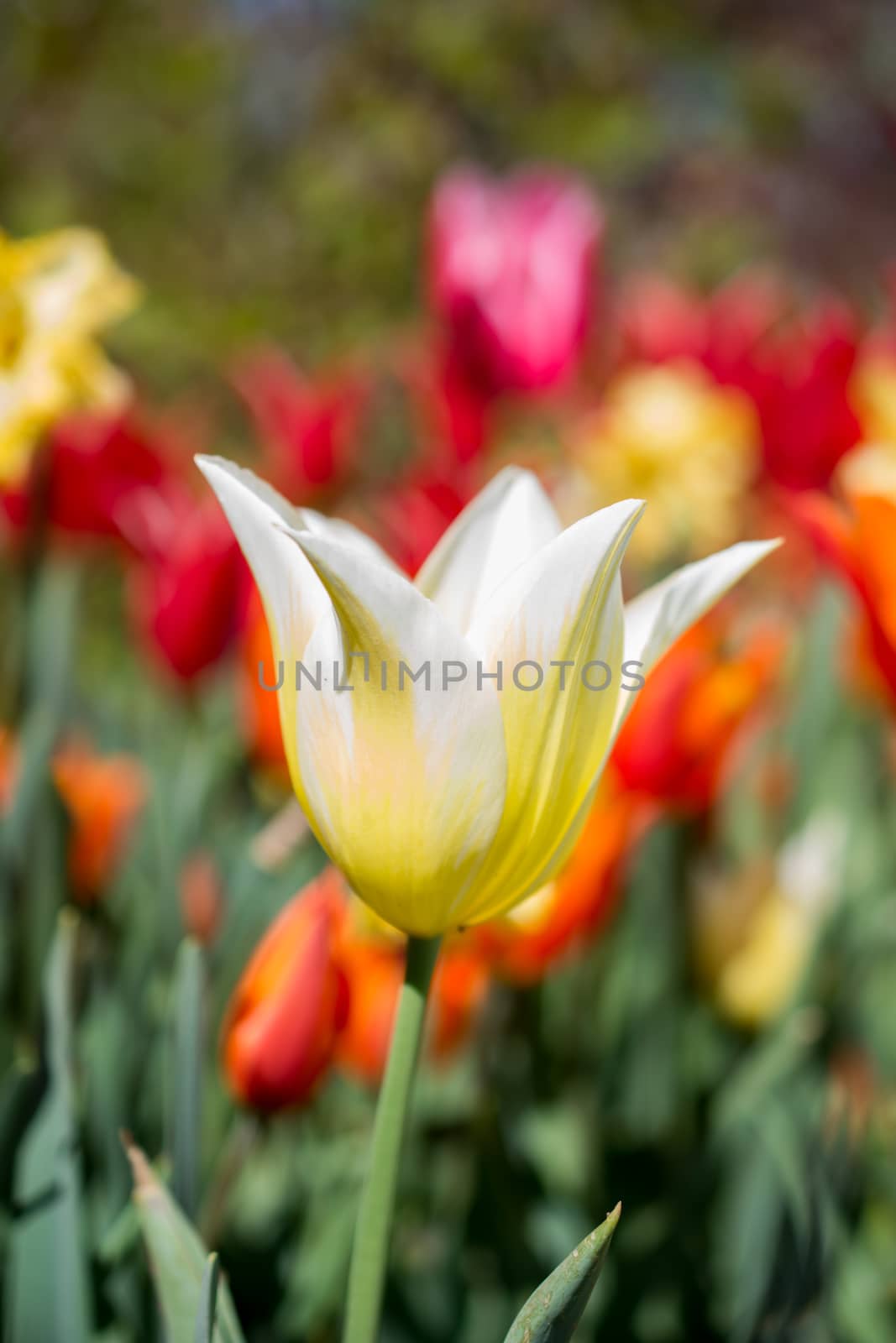 Tulips bloom in the spring season by berkay