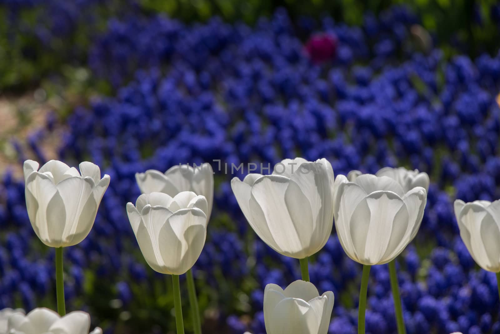 Tulip Flowers Blooming in Spring Season