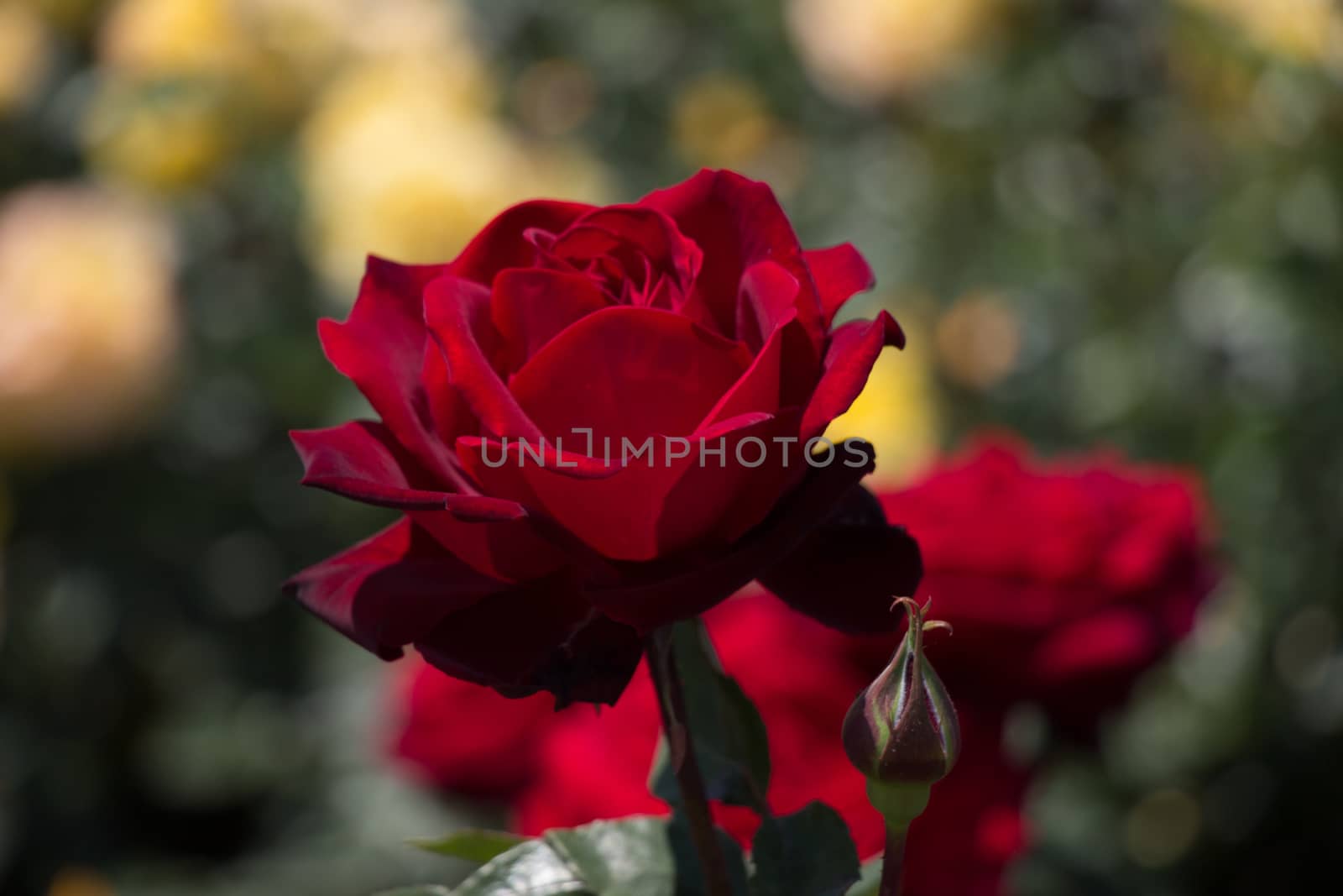 Beautiful colorful Rose Flower on garden background