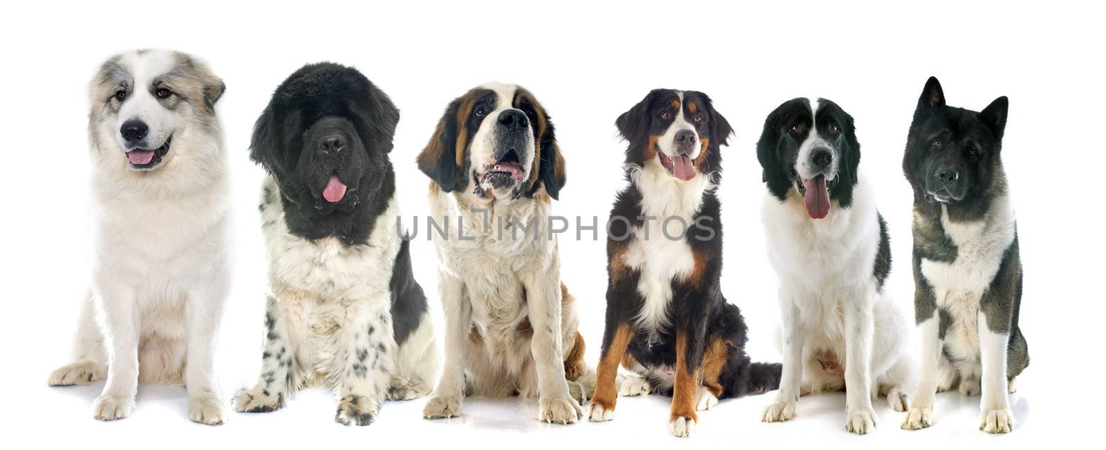 group of large dogs by cynoclub