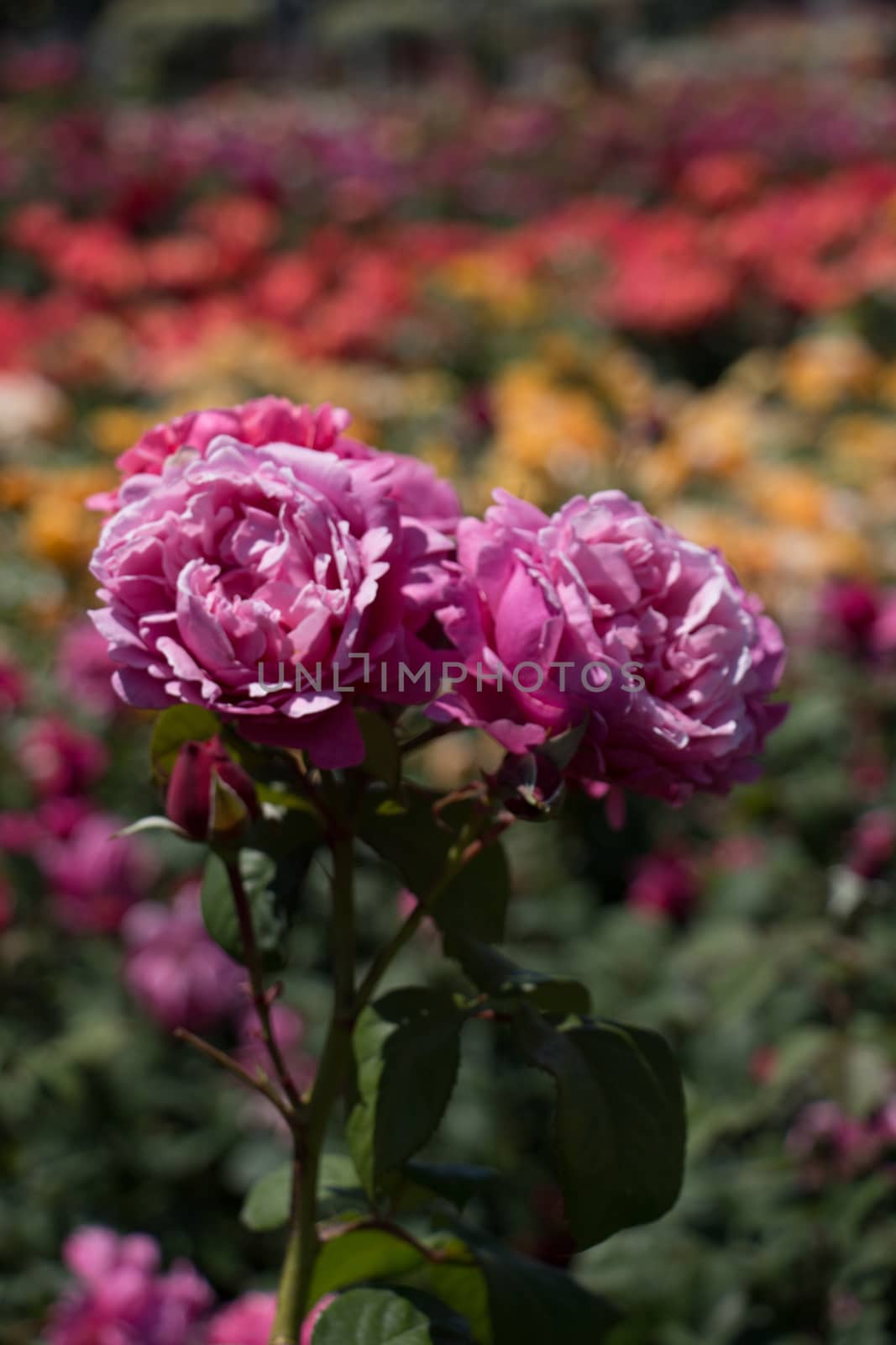 Rose garden with beautiful fresh roses by berkay