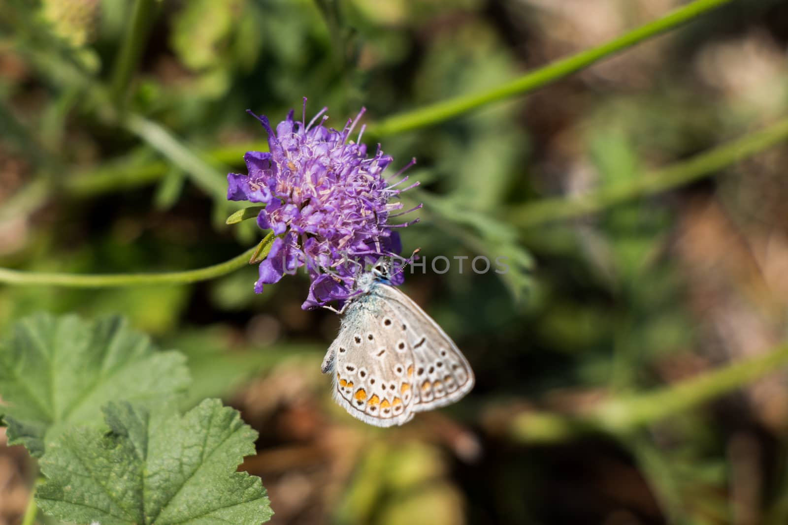 Beautiful butterfly perching on flower on nature background