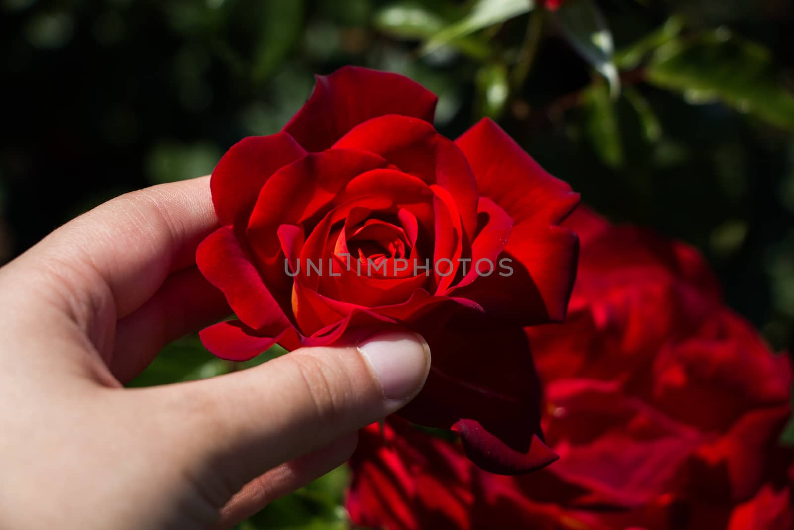 Hand holding a  colorful Rose Flower