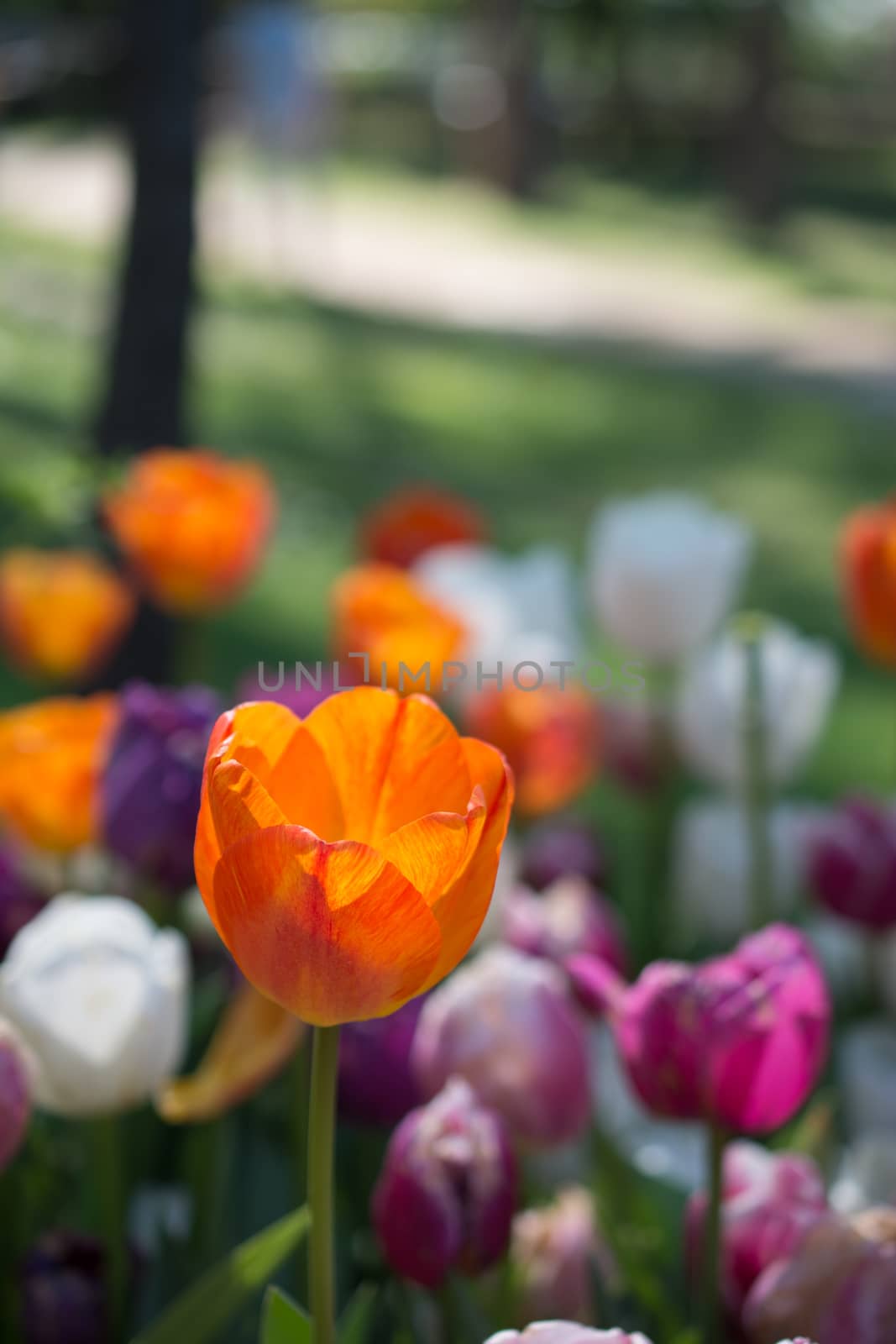  Colorful tulip flowers in the garden by berkay