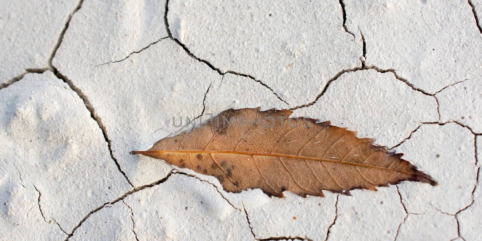 Dry tree leaf as an Autumn background