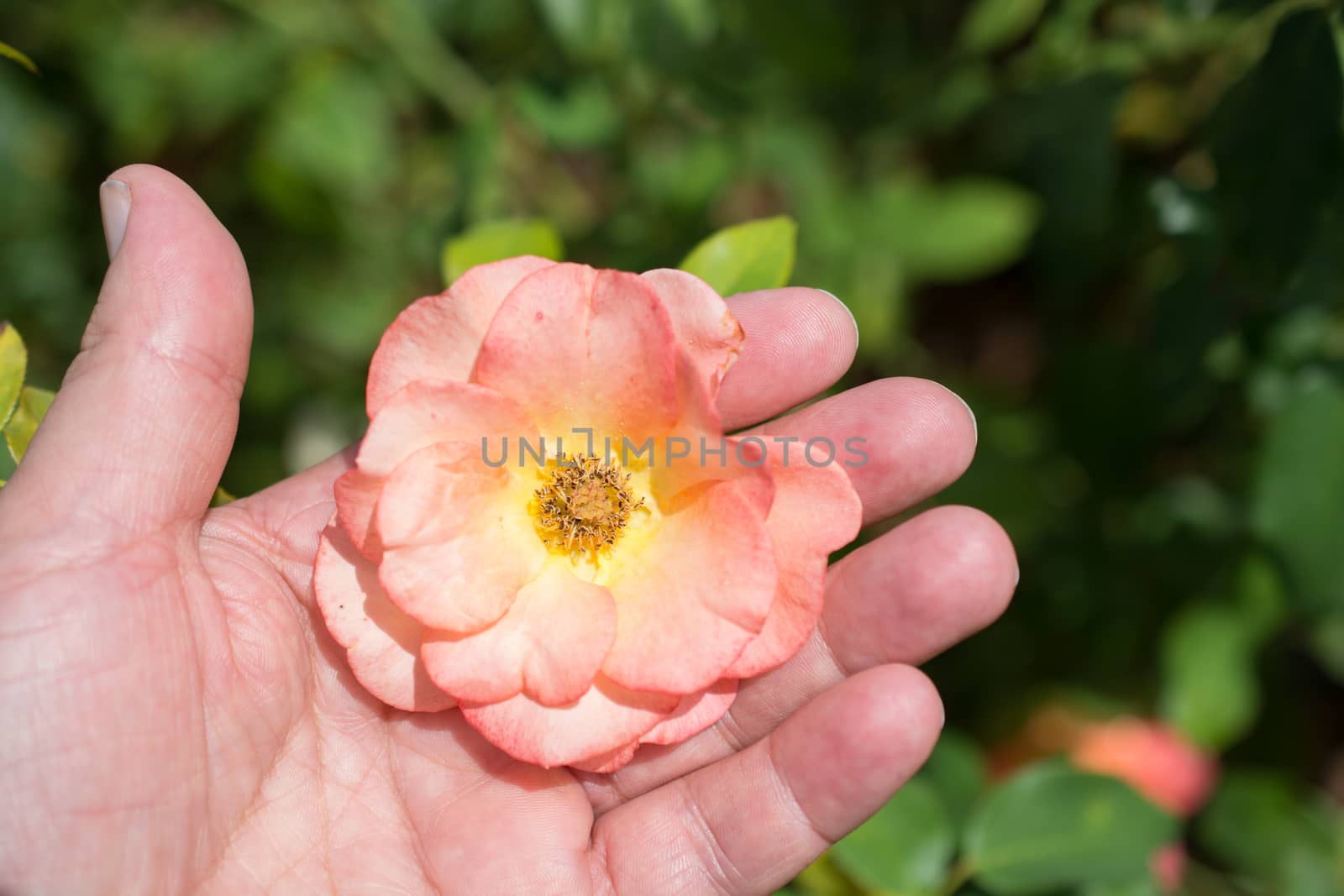Beautiful colorful Rose Flower in hand by berkay