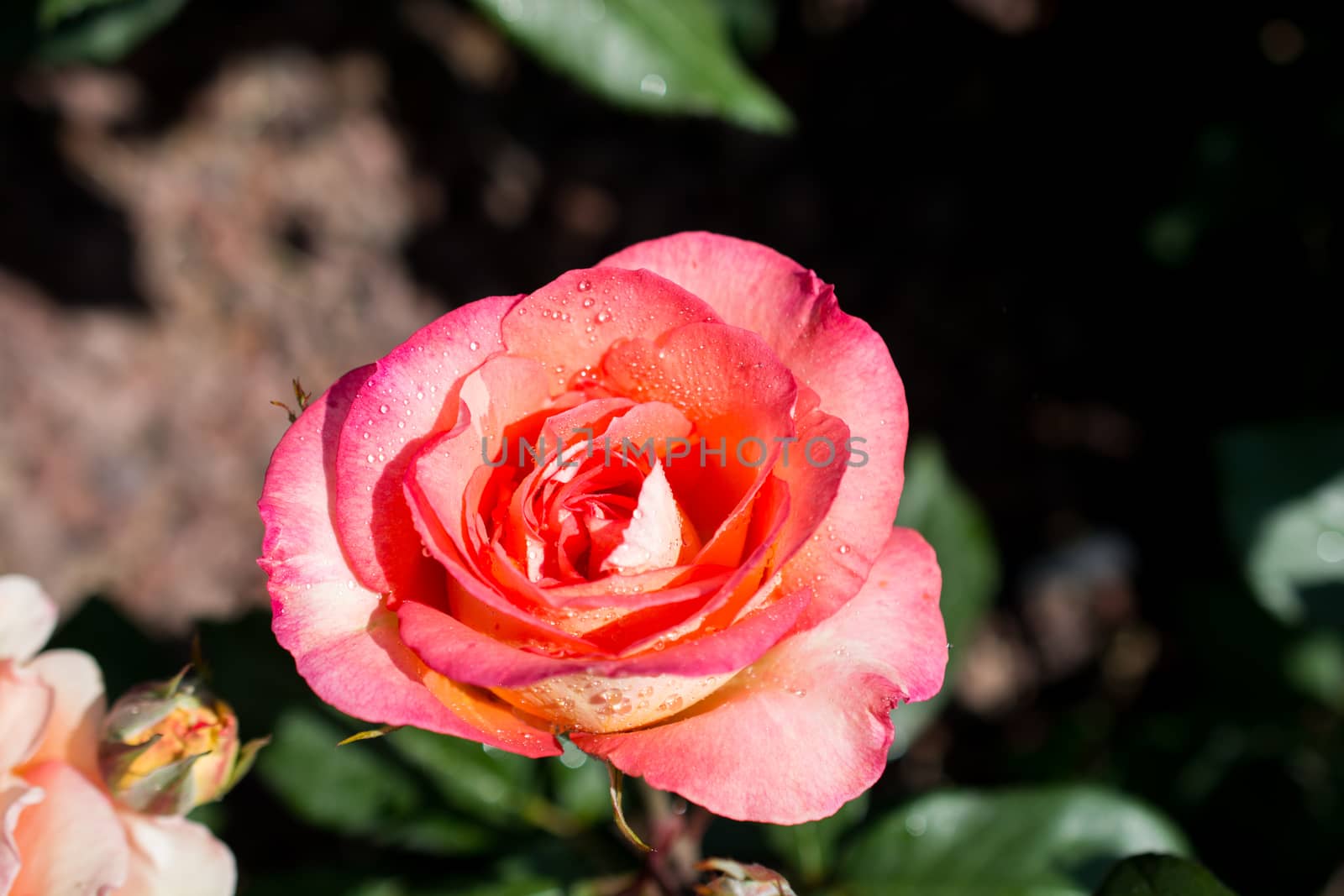 Beautiful colorful Rose Flower on garden background