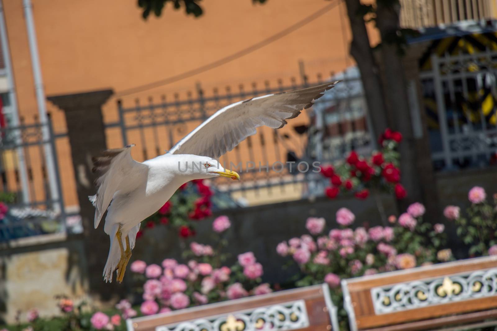 Single seagull in the rose garden by berkay