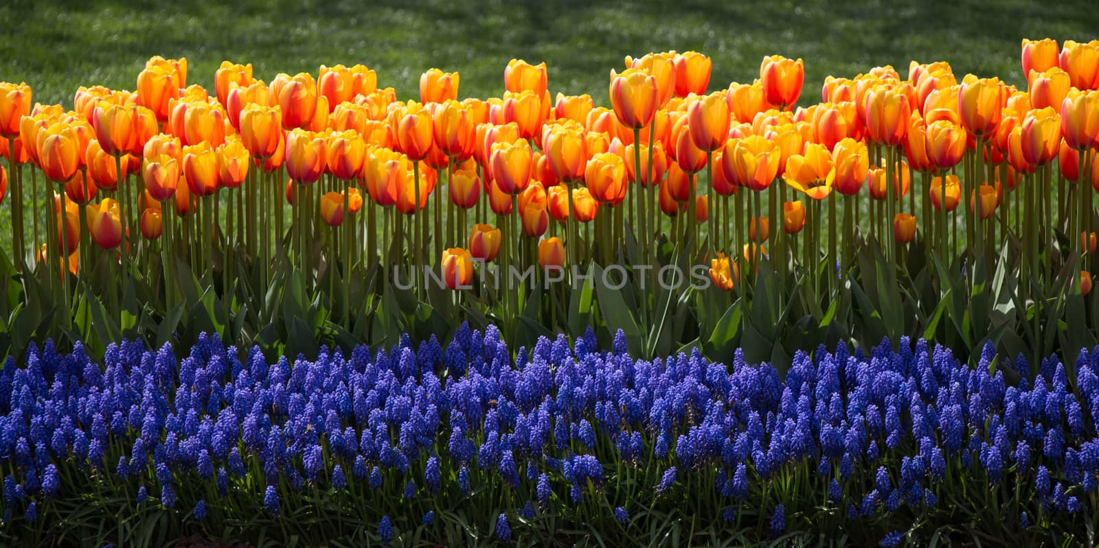 Orange color tulip flowers in the garden by berkay