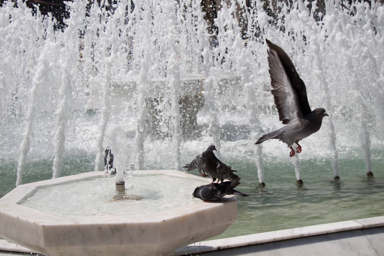 City pigeons by the side of  fountain by berkay