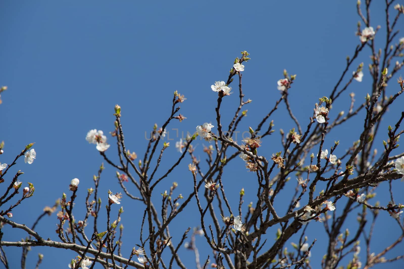 Flowers bloom in the spring in trees by berkay