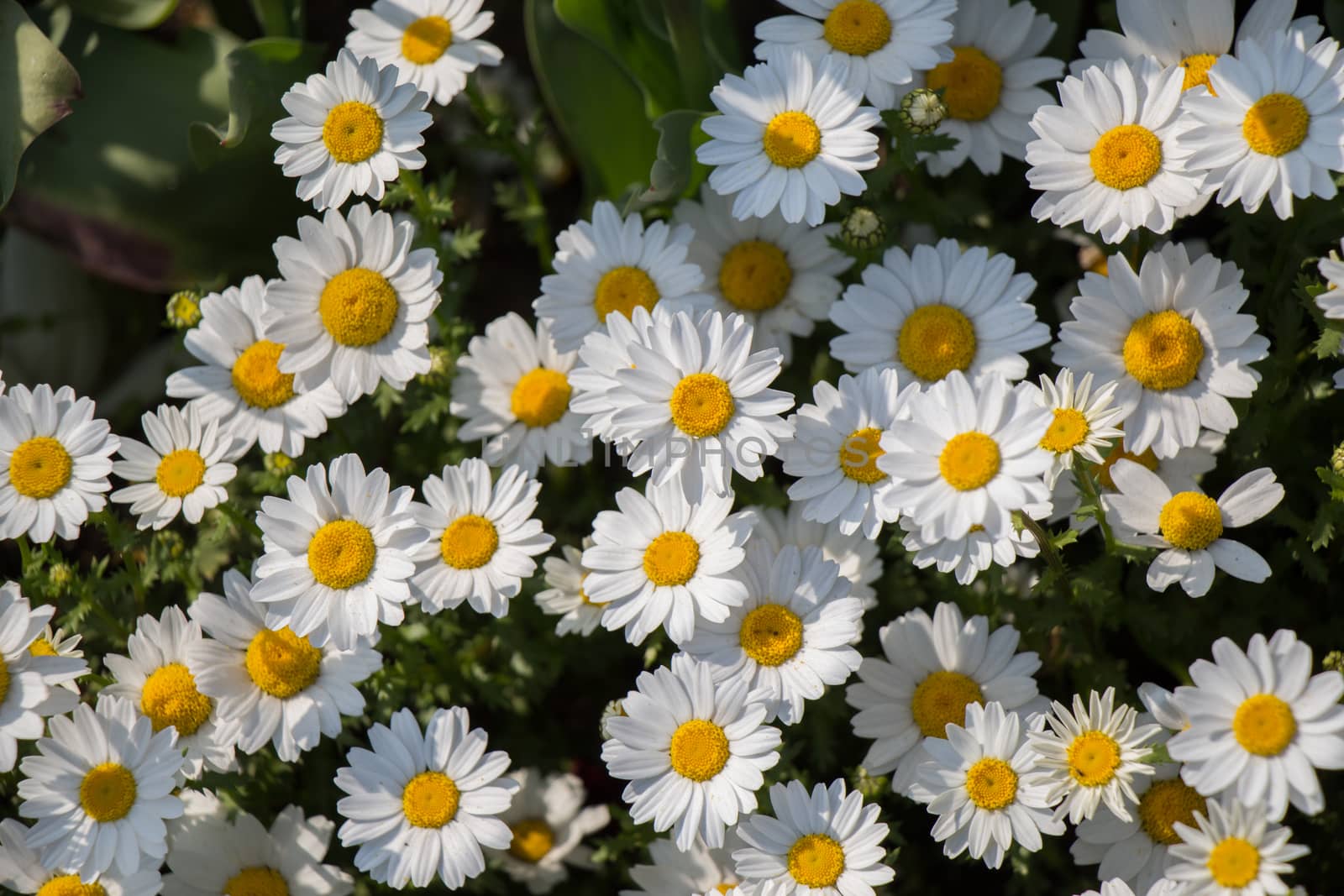 Beautiful daisy flowers as  background  by berkay