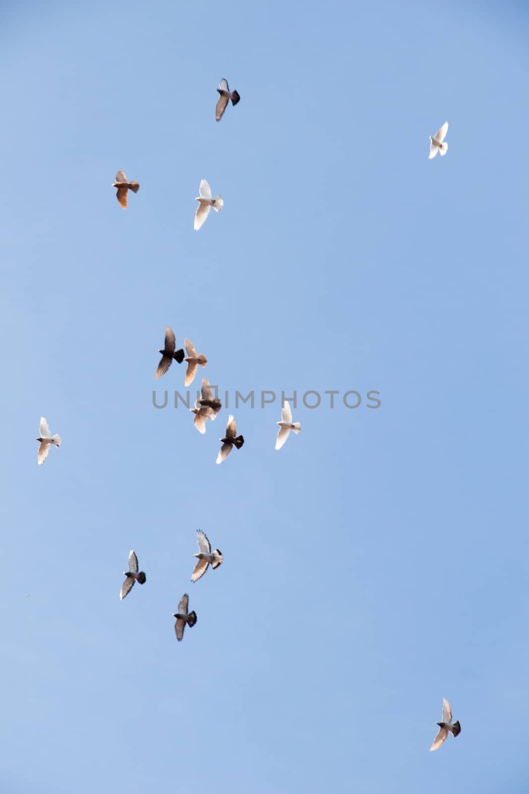 Flock of birds fly in  blue sky by berkay