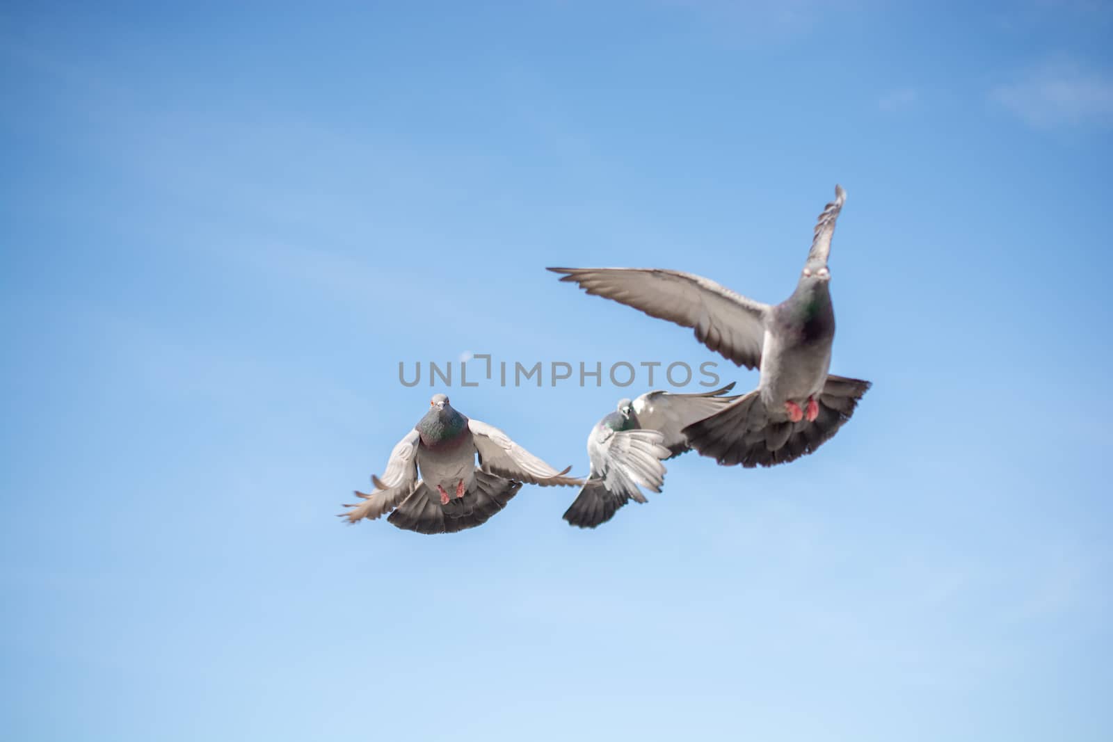 Twin pigeons flying in  air  by berkay