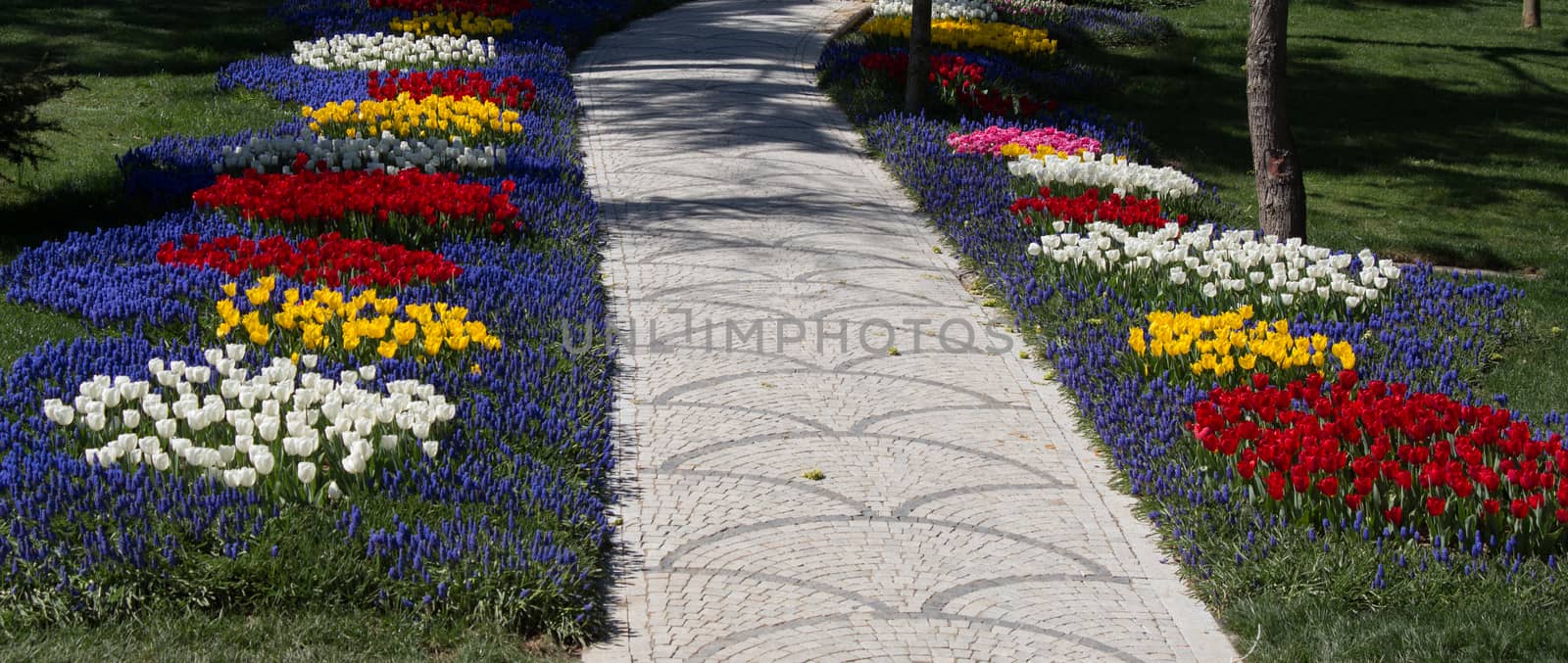 Tulip Flowers Blooming in Spring Season