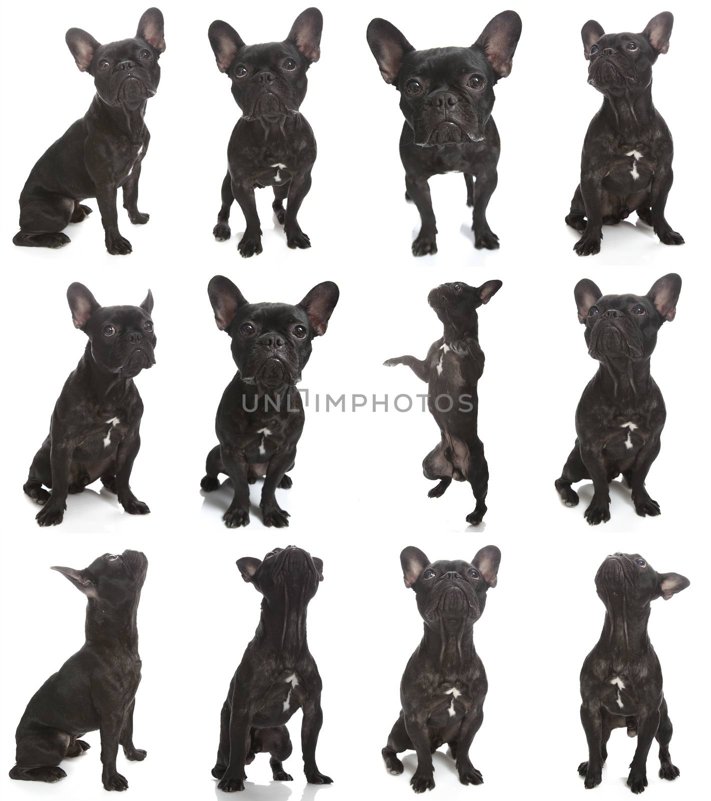 French Bulldog Poses by vilevi