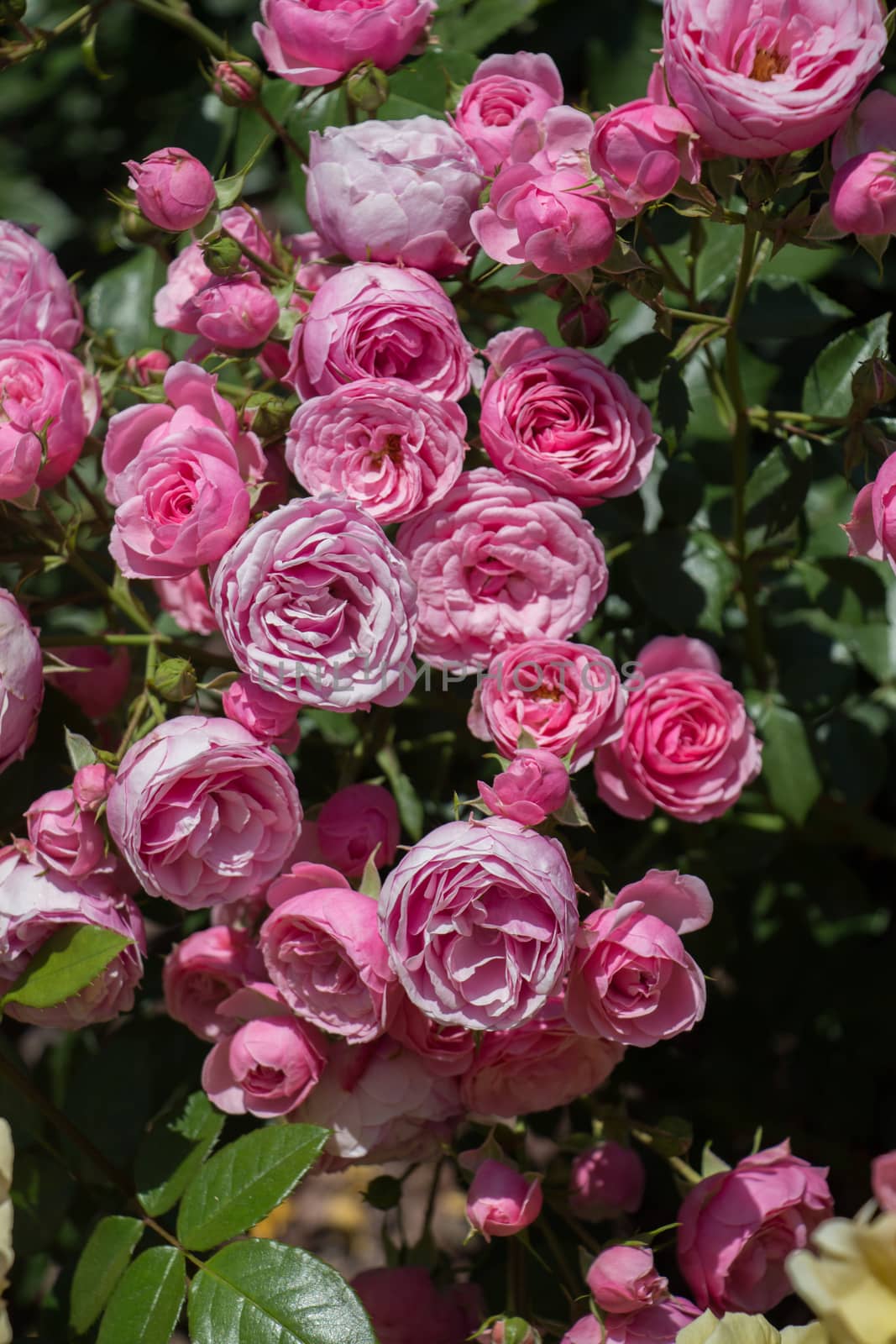 Rose garden full of beautiful fresh roses