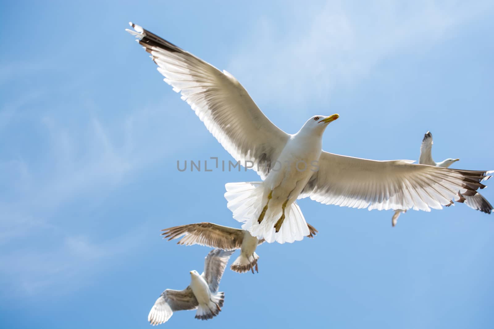 Seagulls flying in a sky as a background